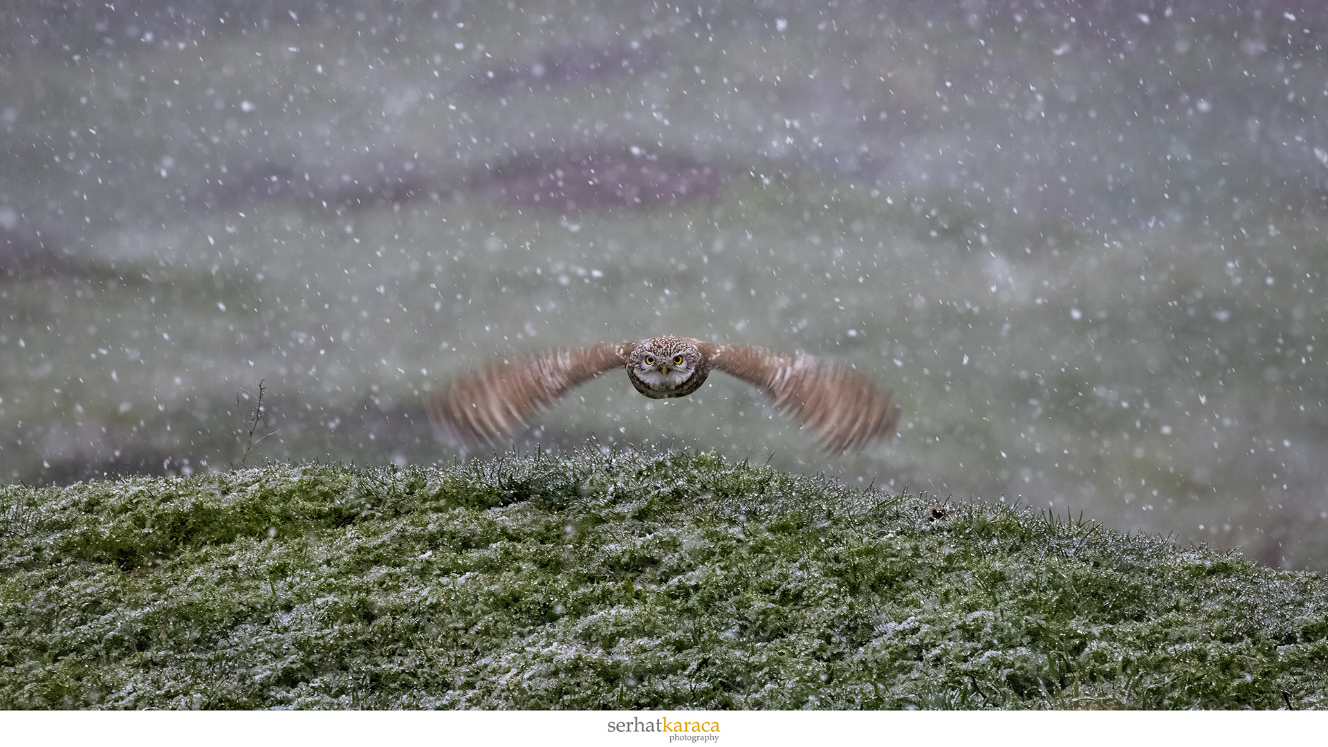 Kukumav » Little Owl » Athene noctua