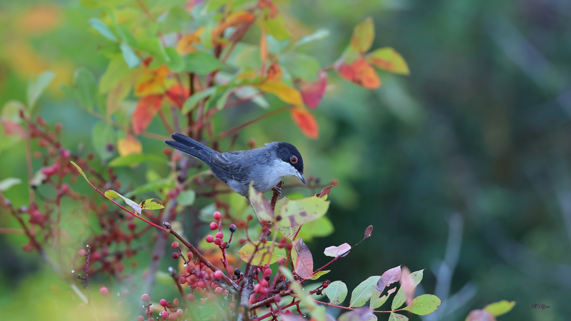 Maskeli ötleğen » Sardinian Warbler » Sylvia melanocephala