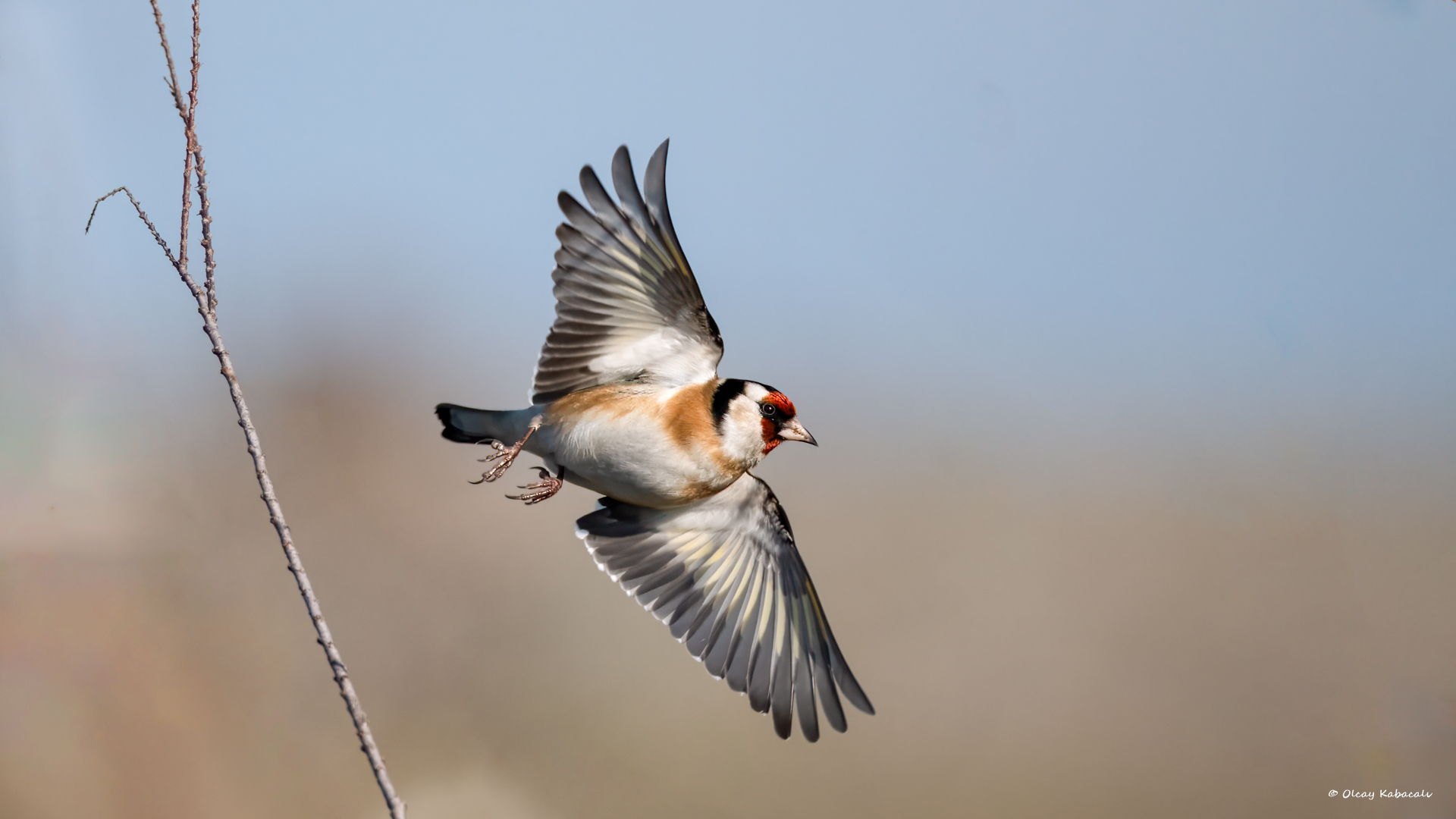 Saka » European Goldfinch » Carduelis carduelis