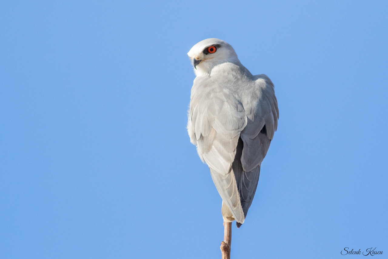Ak çaylak