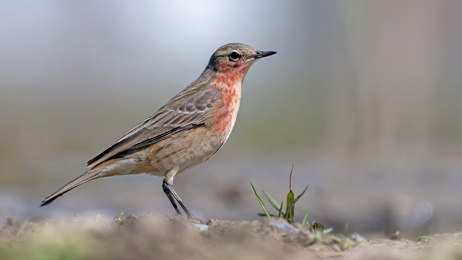 Kızılgerdanlı incirkuşu » Red-throated Pipit » Anthus cervinus