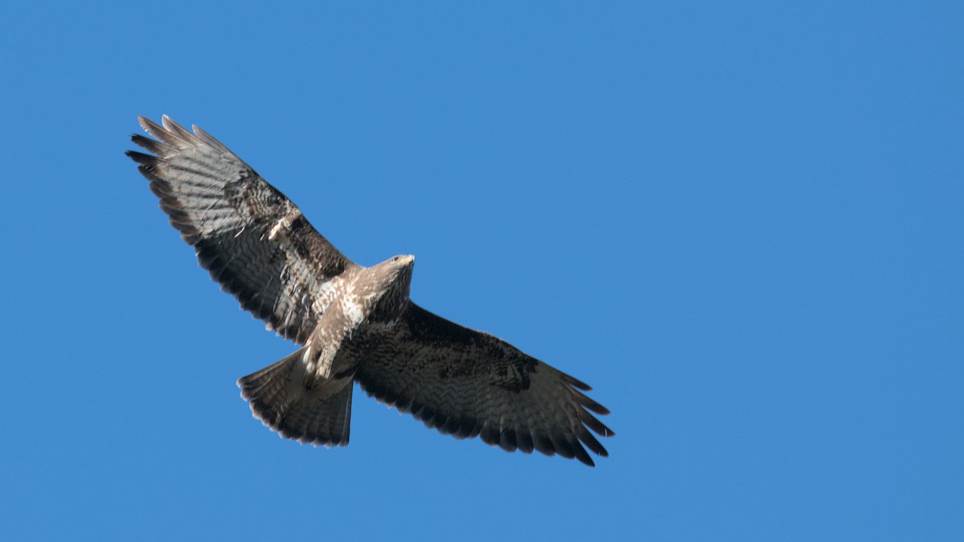 Şahin » Common Buzzard » Buteo buteo