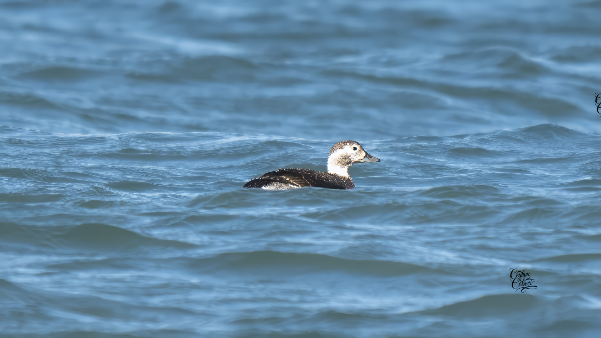 Telkuyruk » Long-tailed Duck » Clangula hyemalis