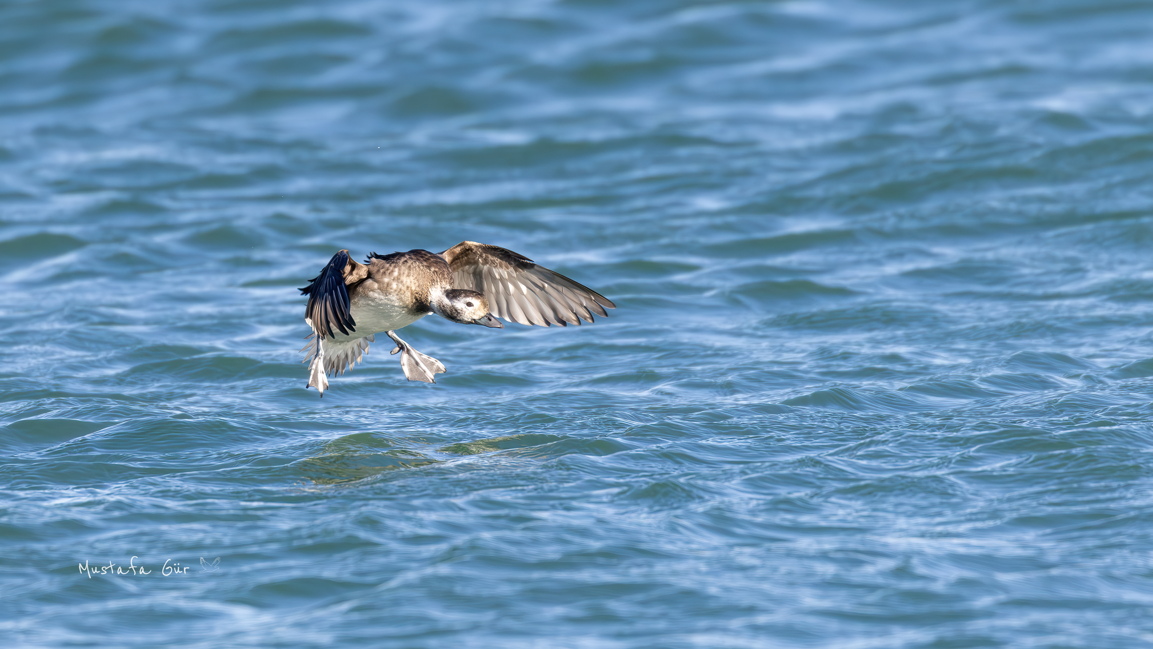 Telkuyruk » Long-tailed Duck » Clangula hyemalis