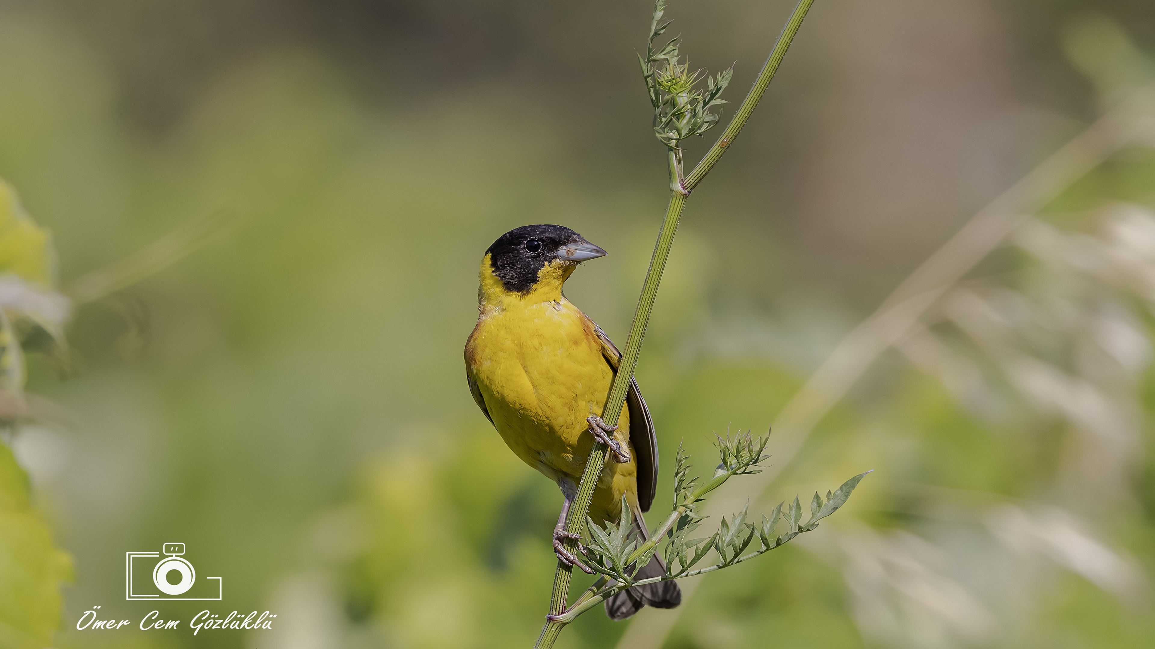 Karabaşlı kirazkuşu