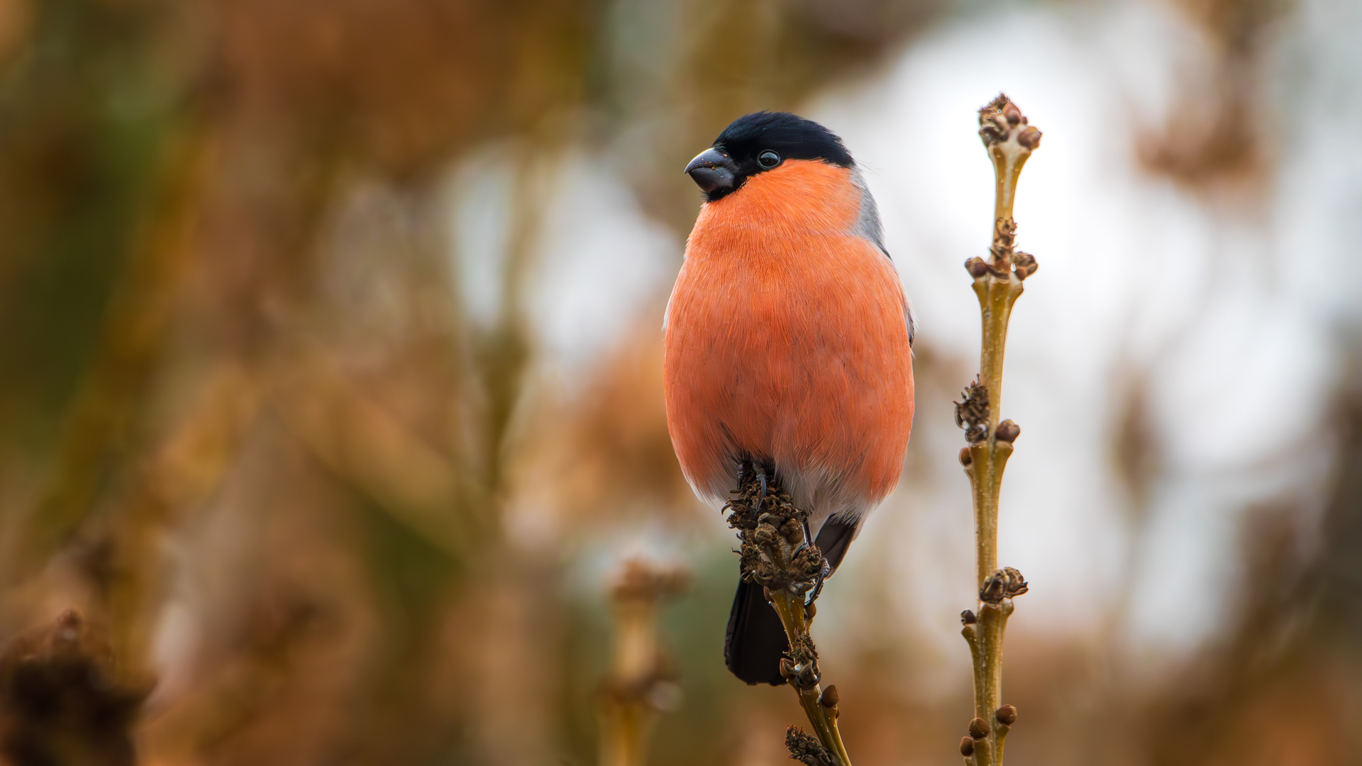 Şakrak » Eurasian Bullfinch » Pyrrhula pyrrhula