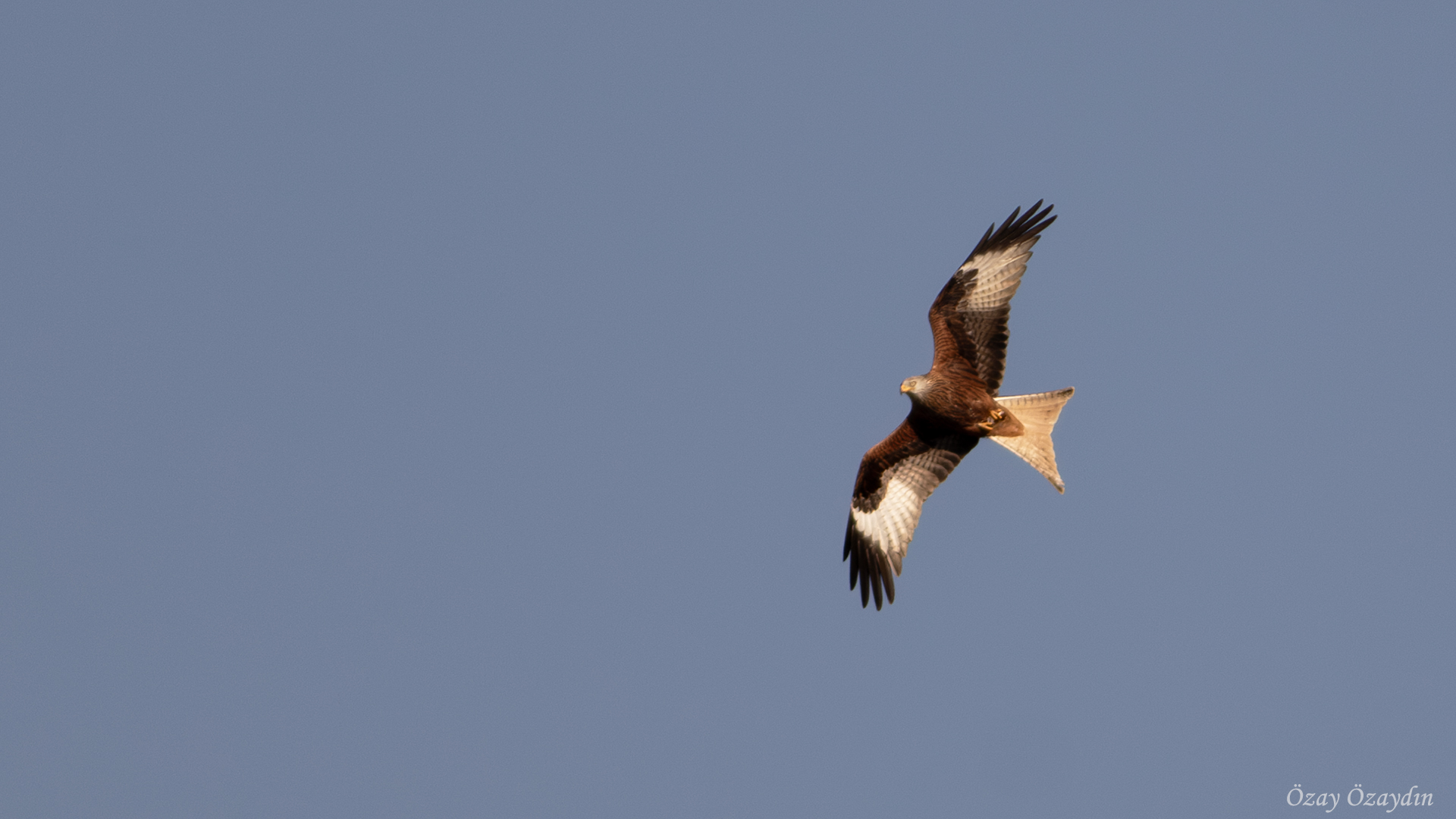 Kızıl çaylak » Red Kite » Milvus milvus