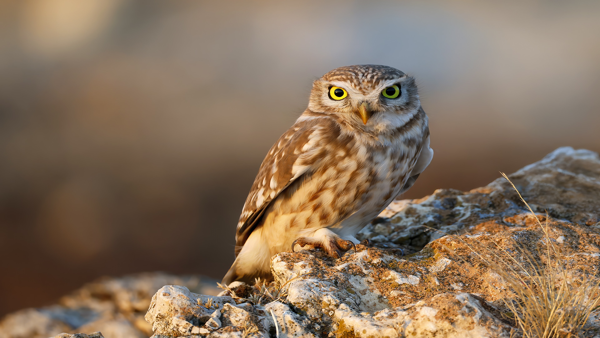 Kukumav » Little Owl » Athene noctua