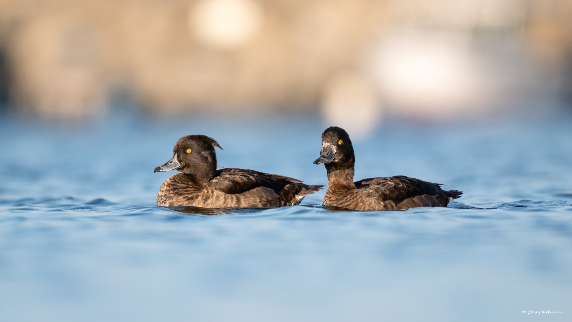 Tepeli patka » Tufted Duck » Aythya fuligula