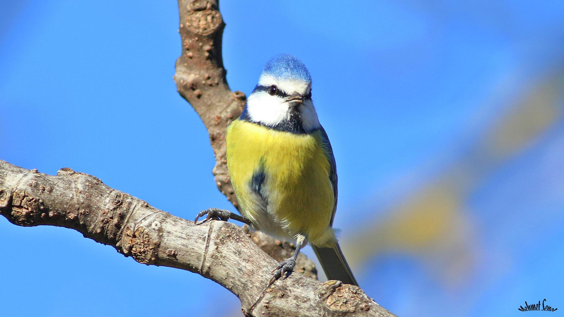 Mavi baştankara » Eurasian Blue Tit » Cyanistes caeruleus