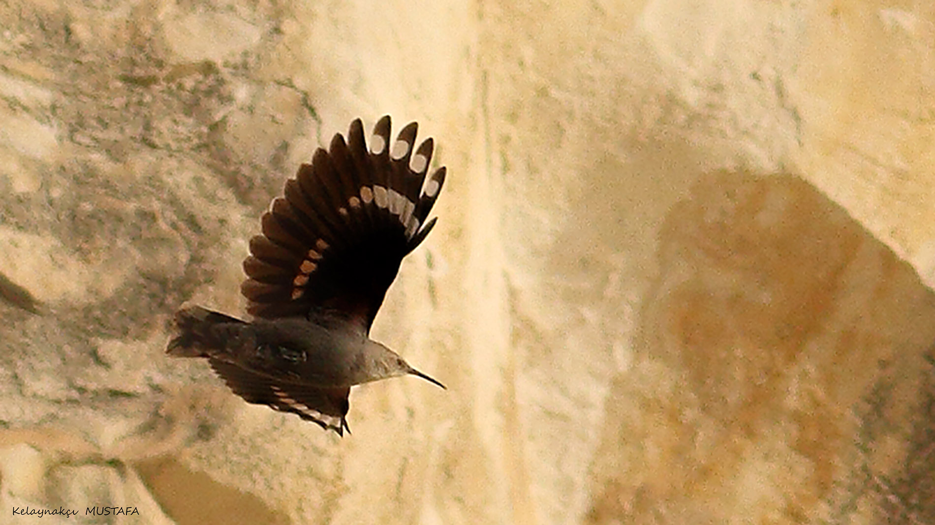 Duvar tırmaşıkkuşu