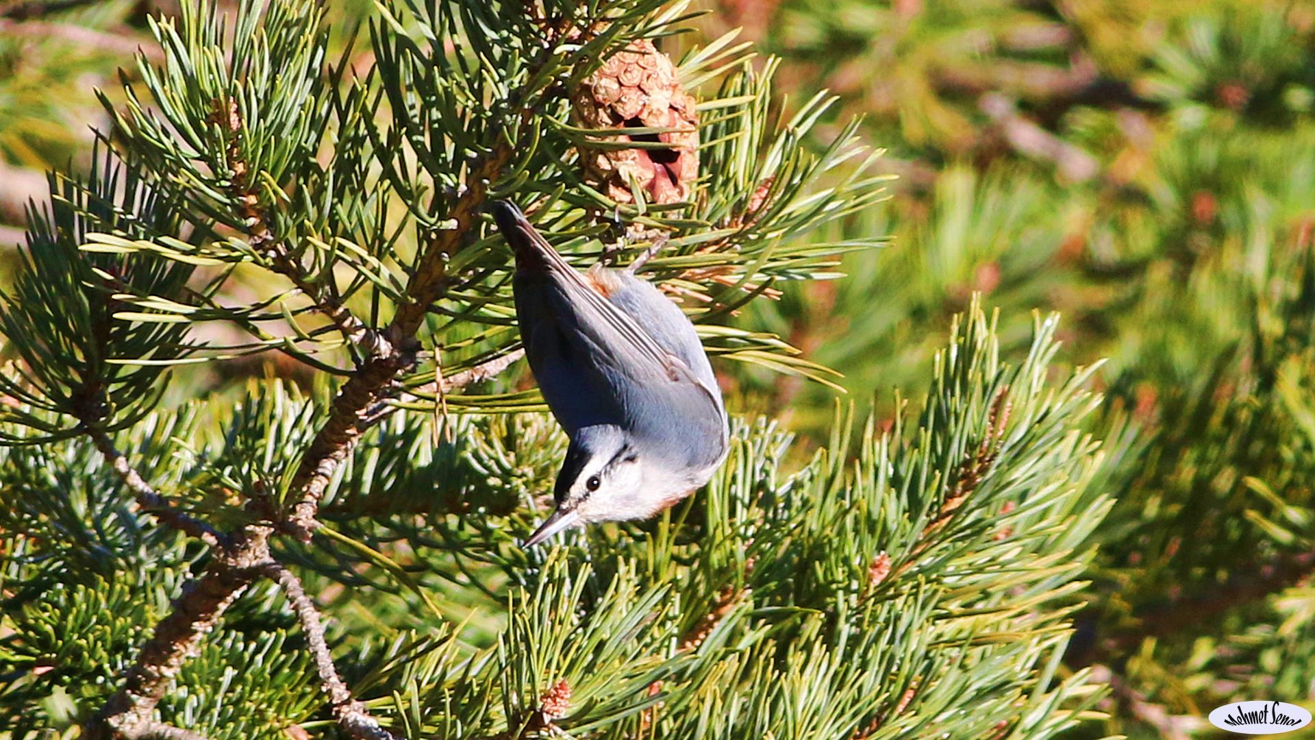 Anadolu sıvacısı » Krüper`s Nuthatch » Sitta krueperi