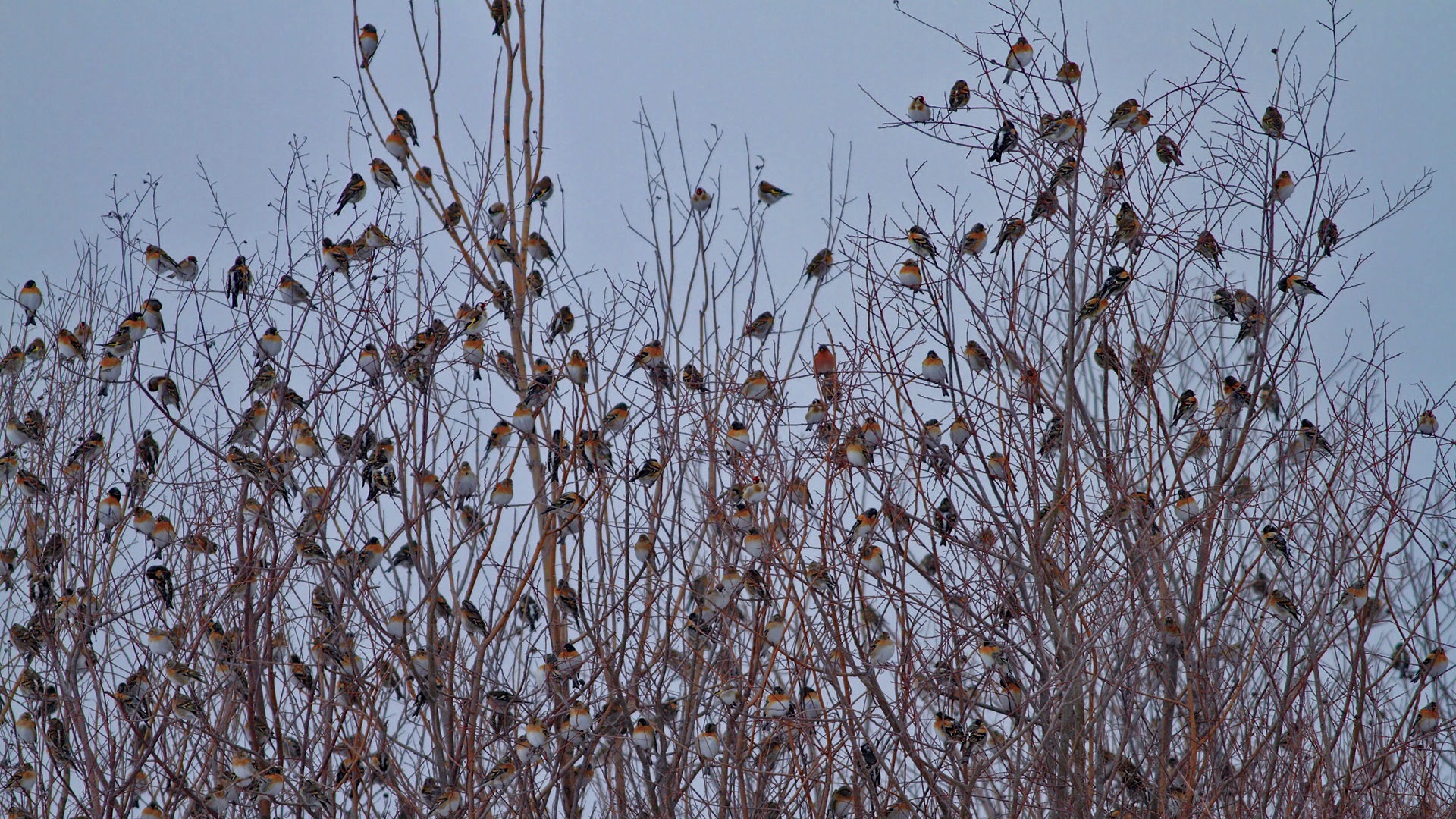 Dağ ispinozu » Brambling » Fringilla montifringilla