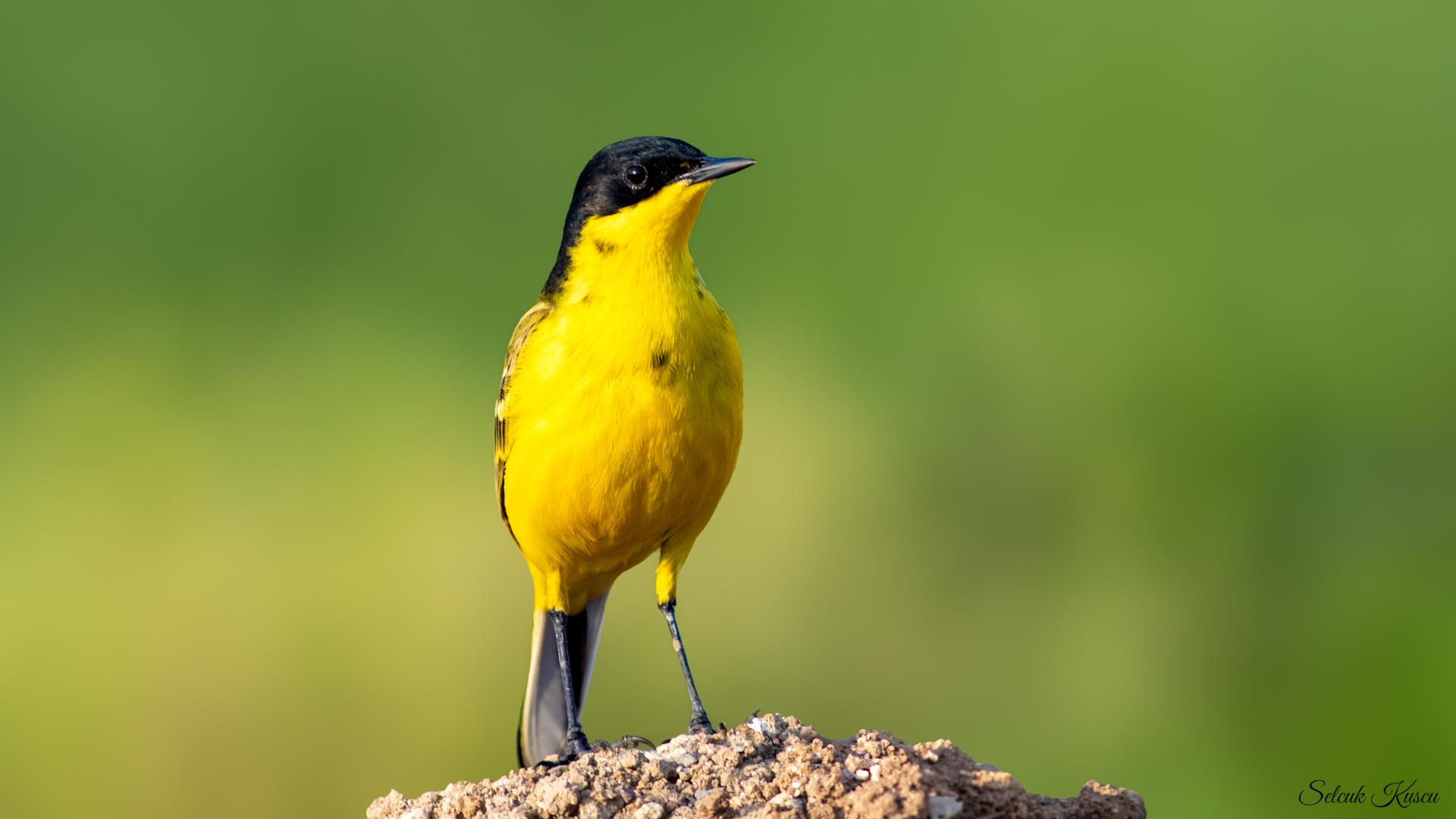 Sarı kuyruksallayan » Western Yellow Wagtail » Motacilla flava
