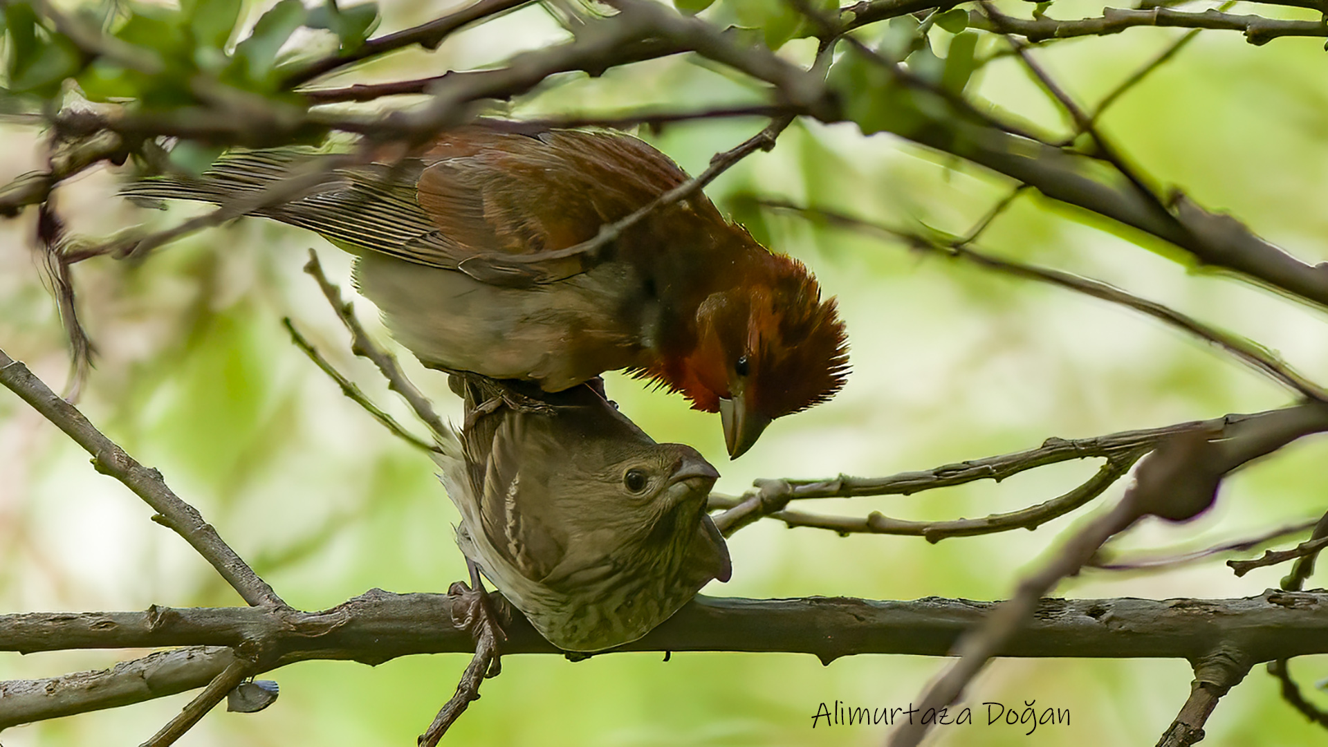 Çütre » Common Rosefinch » Carpodacus erythrinus