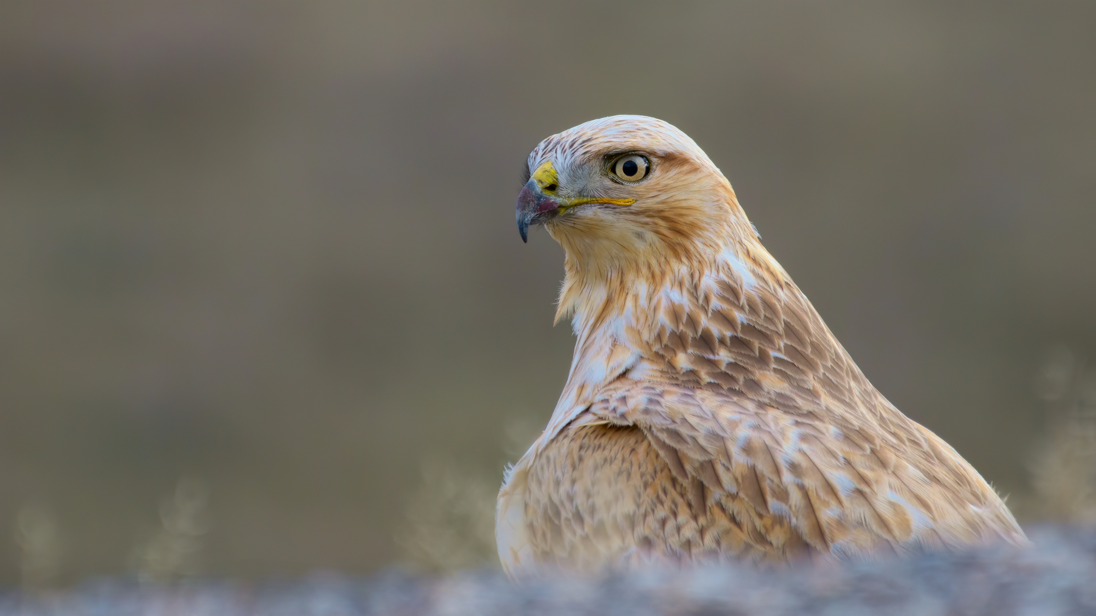 Kızıl şahin » Long-legged Buzzard » Buteo rufinus