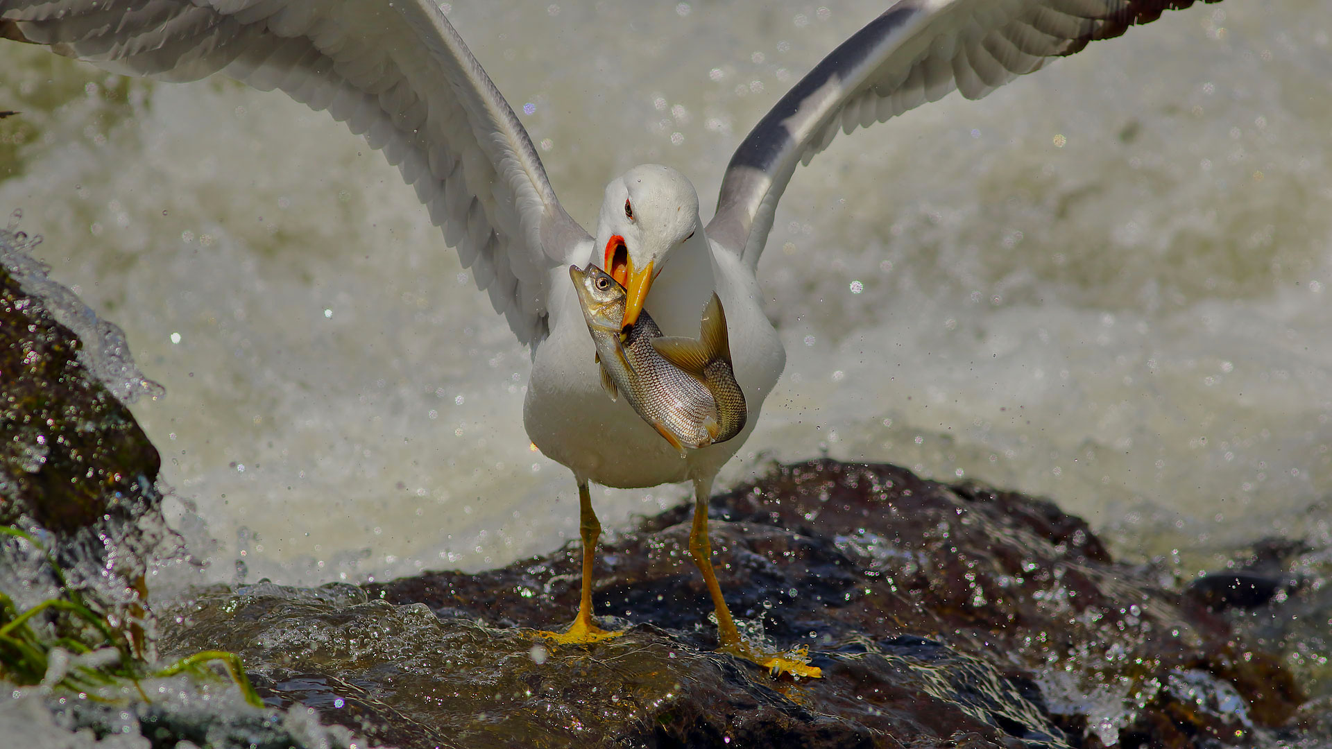 Van gölü martısı » Armenian Gull » Larus armenicus