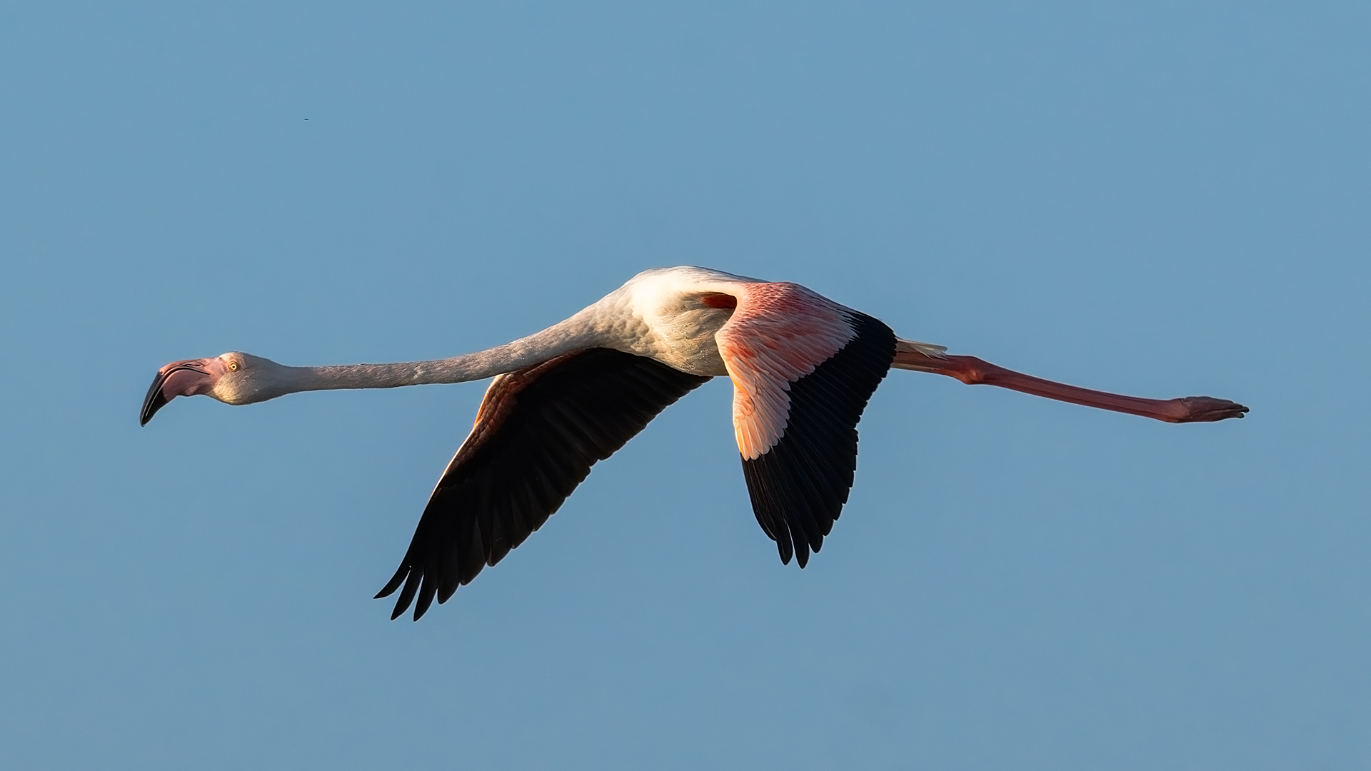 Flamingo