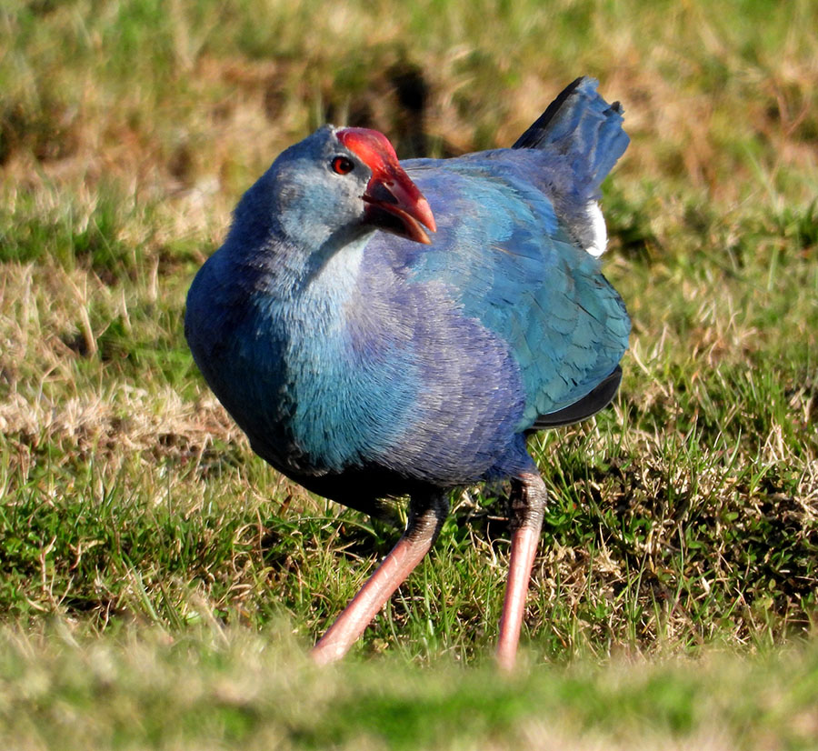 Grey-headed Swamphen