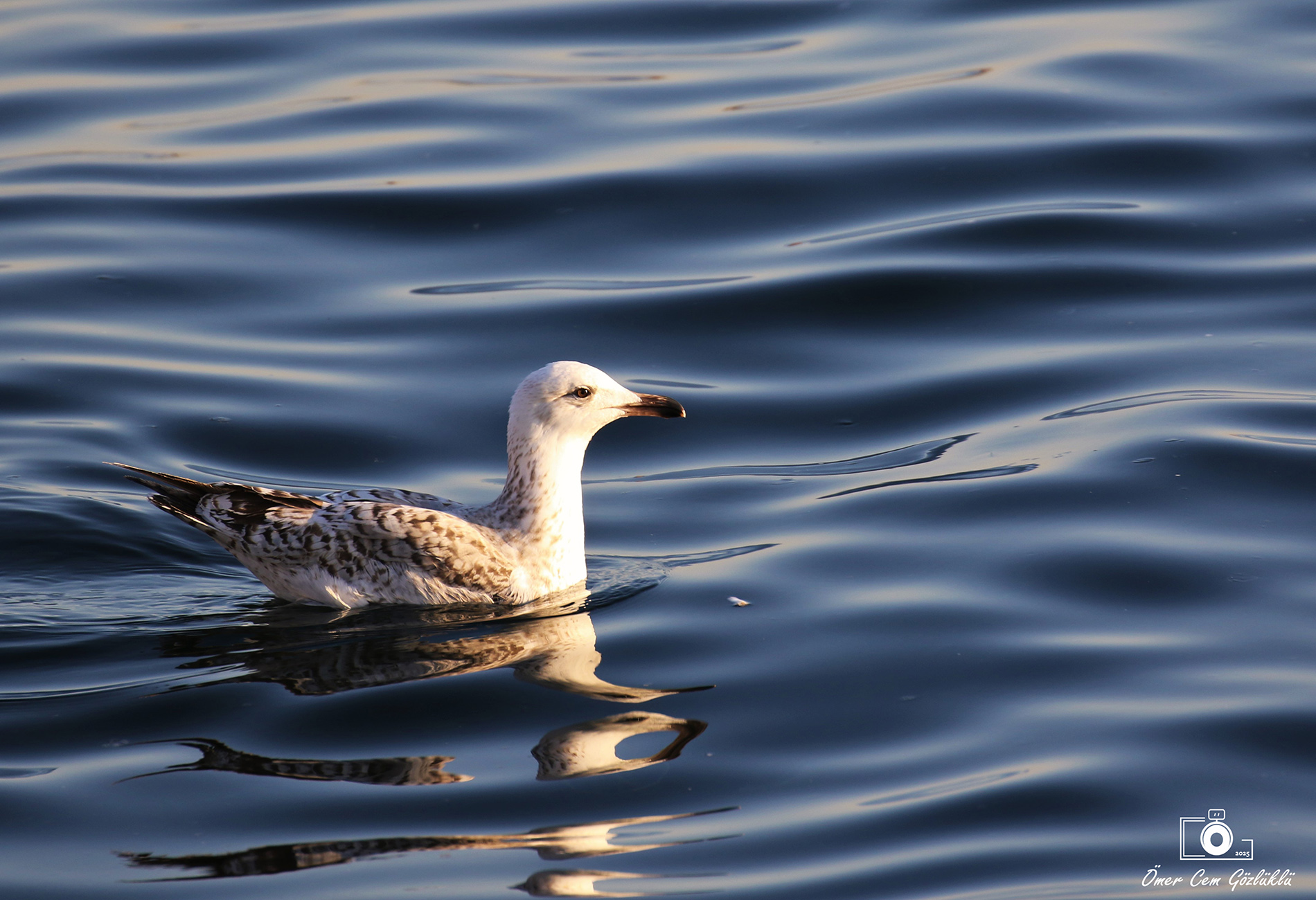 Yellow-legged Gull