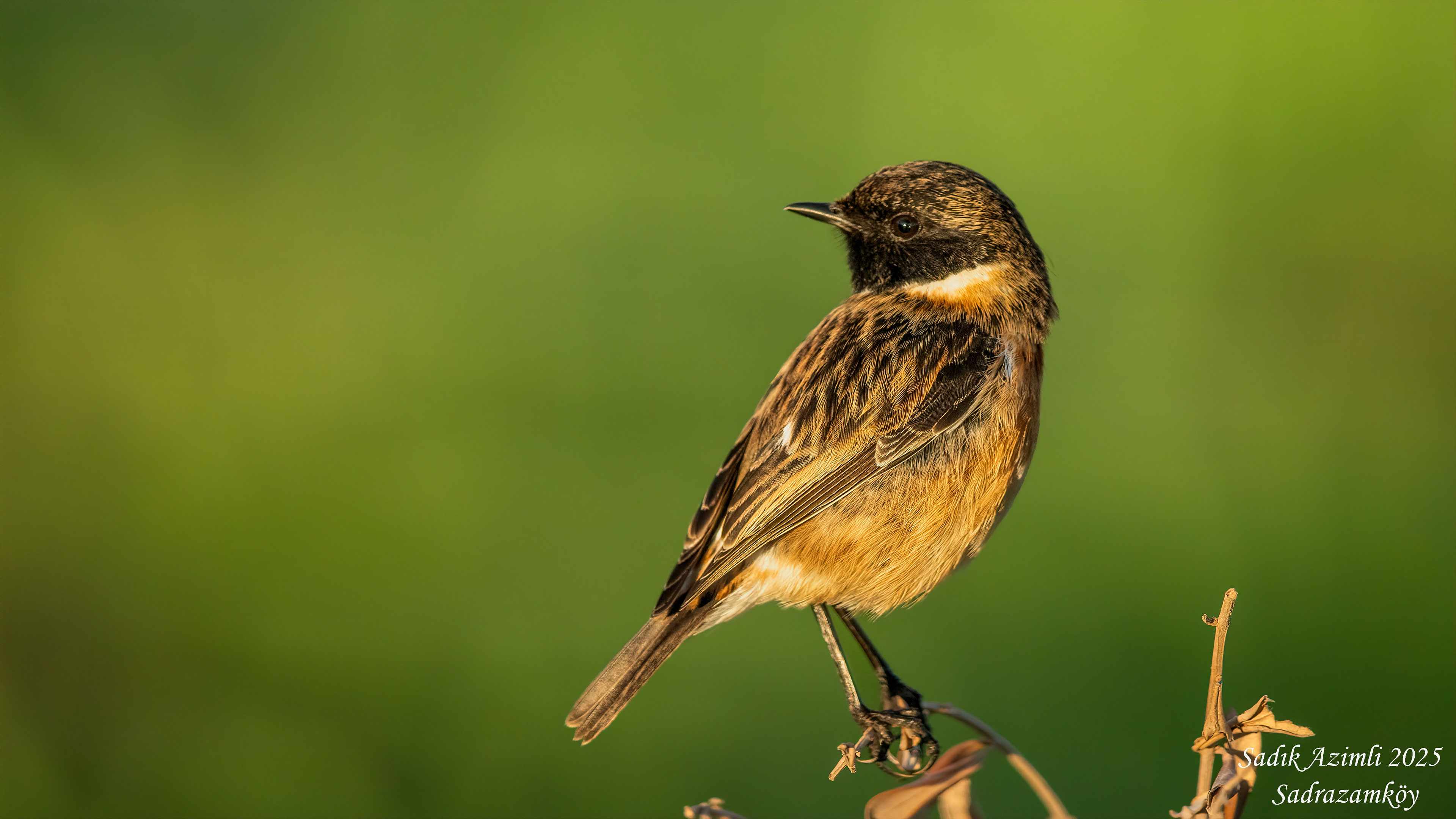 European Stonechat
