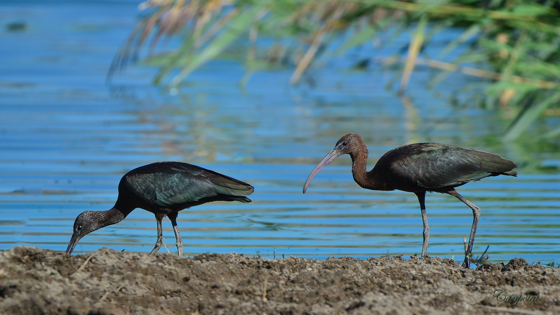 Çeltikçi » Glossy Ibis » Plegadis falcinellus