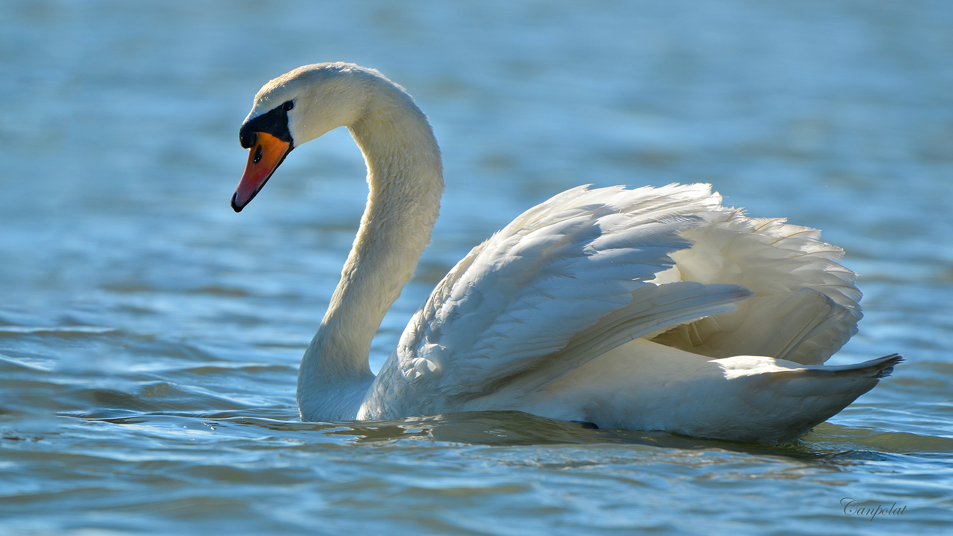 Kuğu » Mute Swan » Cygnus olor