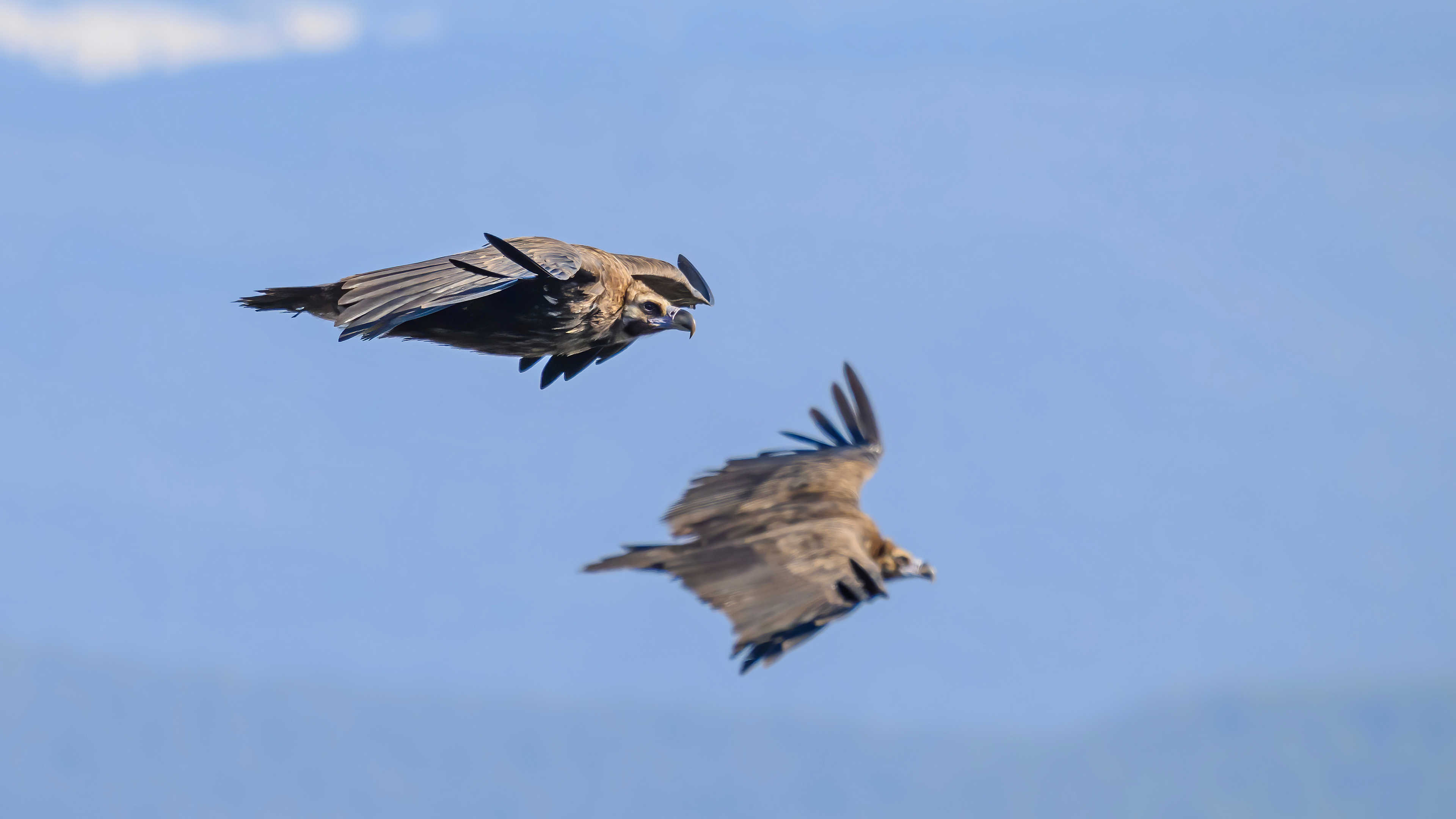 Kara akbaba » Cinereous Vulture » Aegypius monachus
