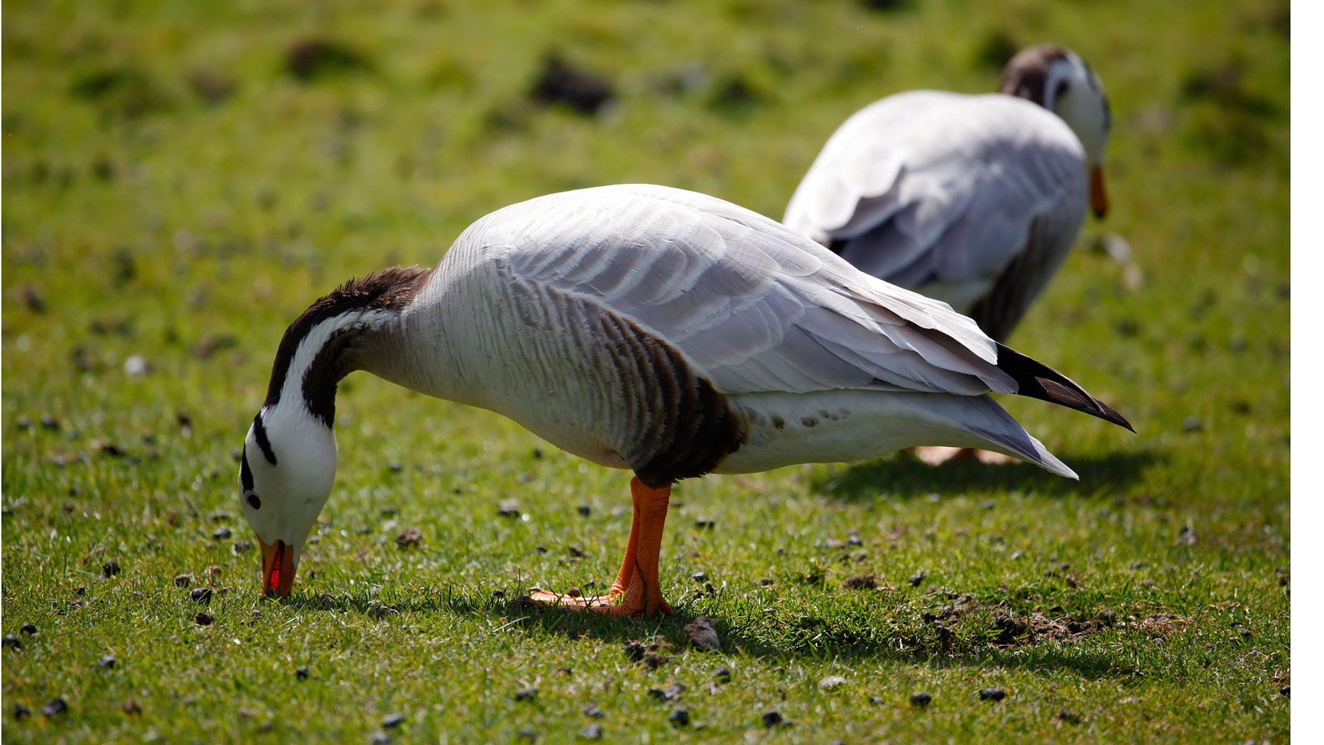 Hint Kazı » Bar-headed Goose » Anser indicus