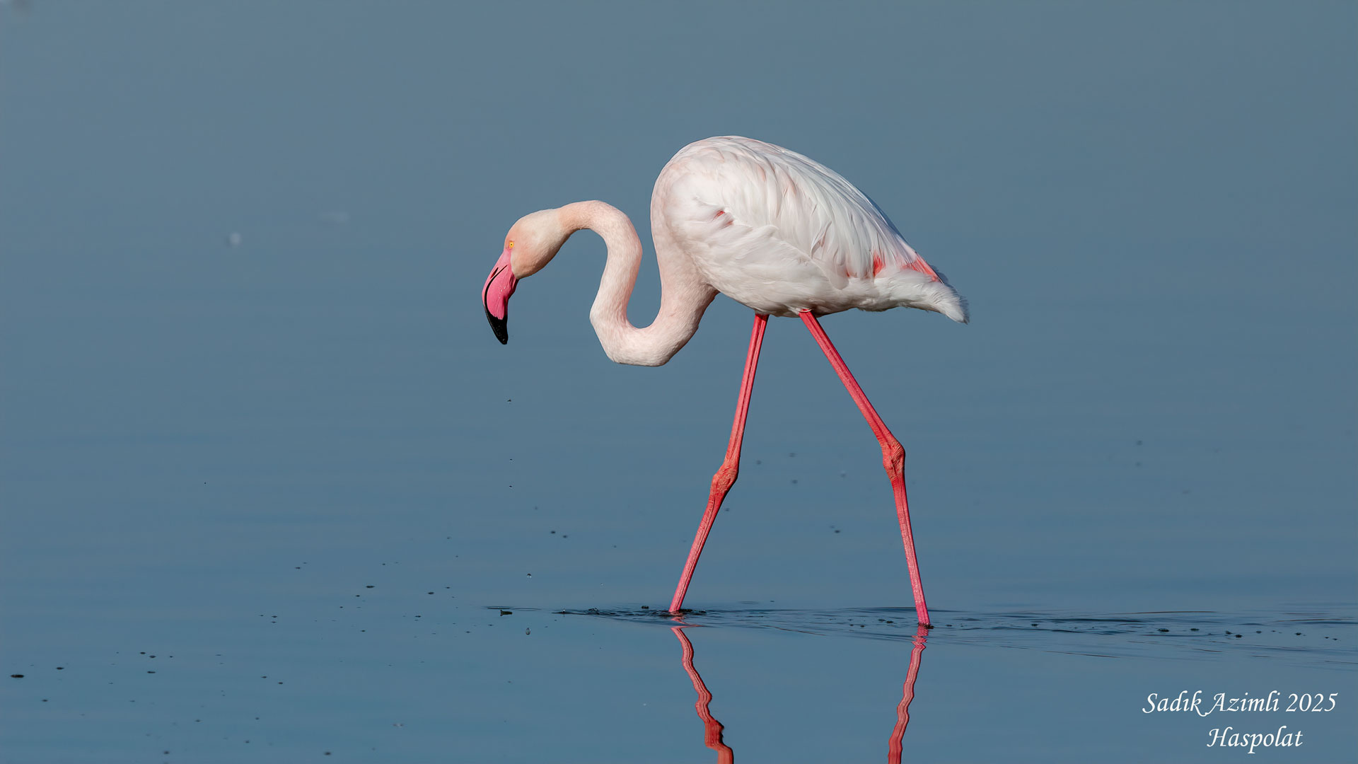 Flamingo