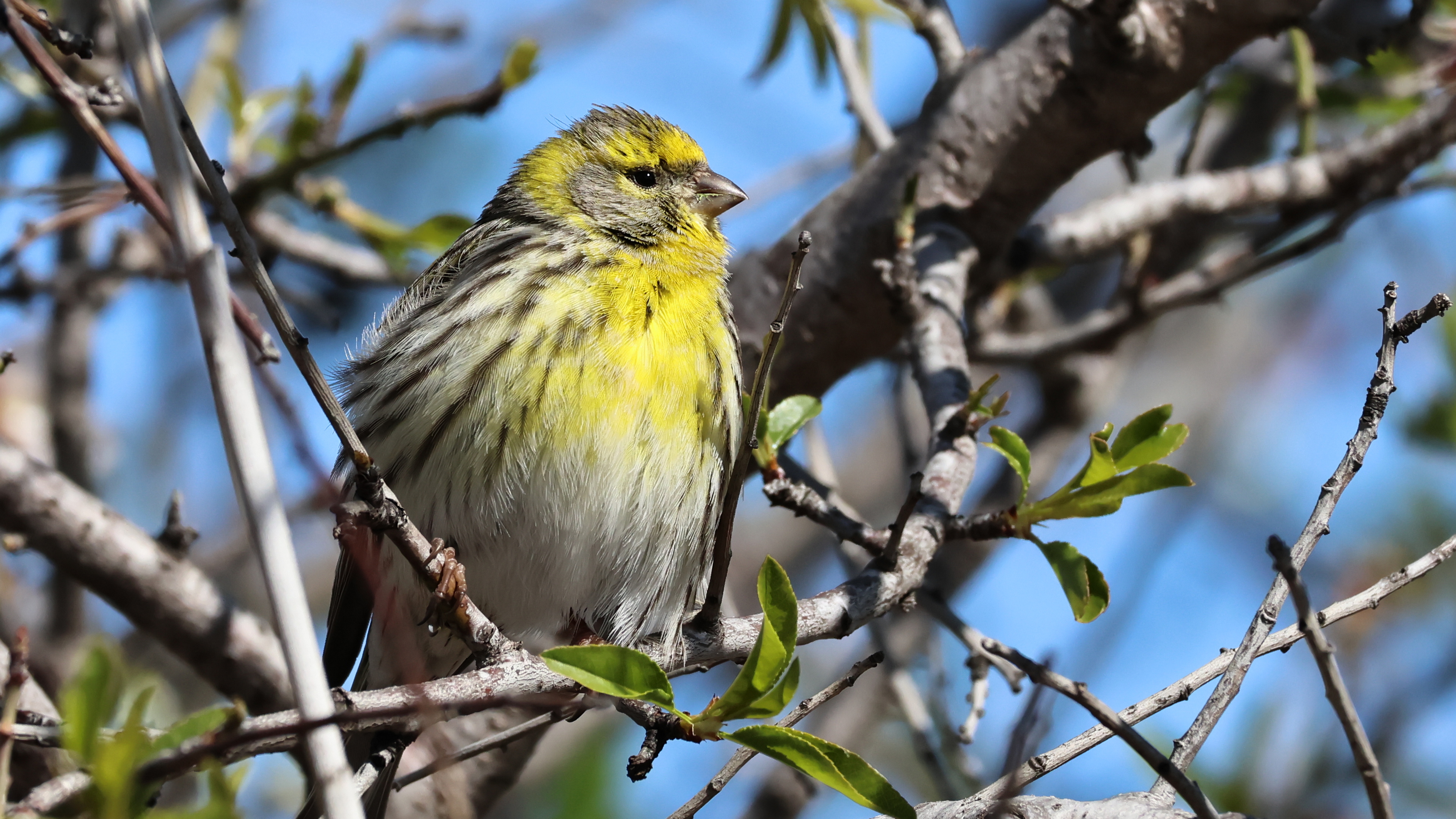 Küçük iskete » European Serin » Serinus serinus