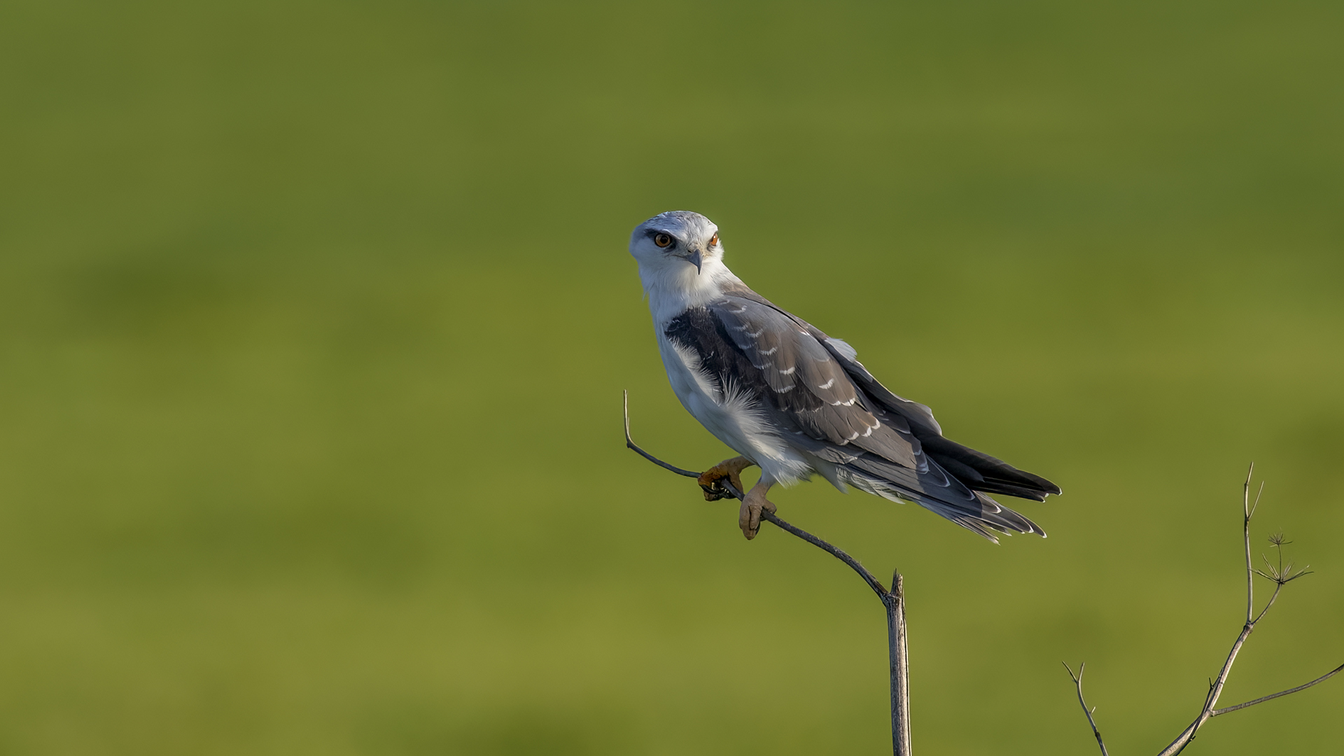 Ak çaylak » Black-winged Kite » Elanus caeruleus
