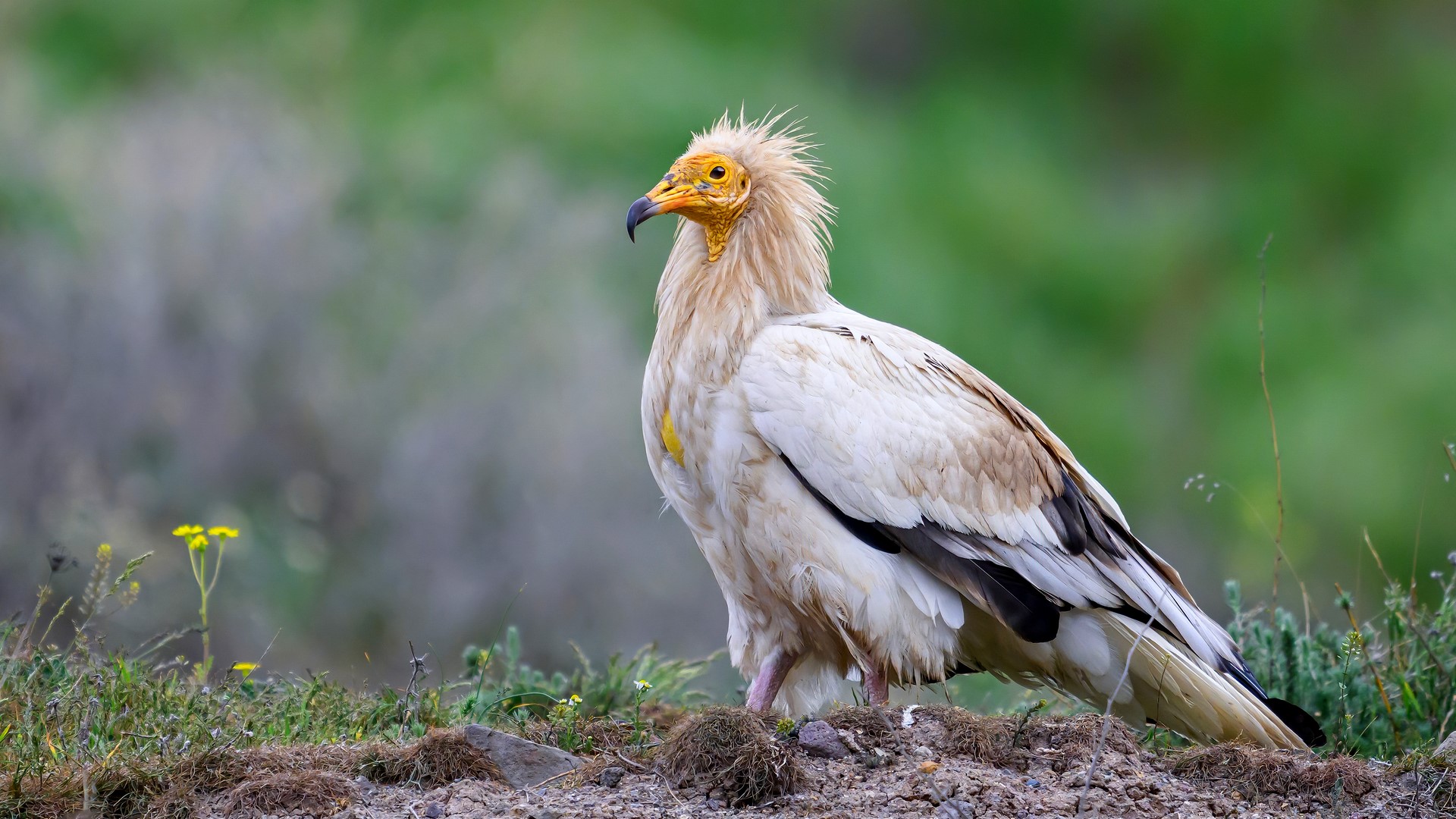 Küçük akbaba » Egyptian Vulture » Neophron percnopterus