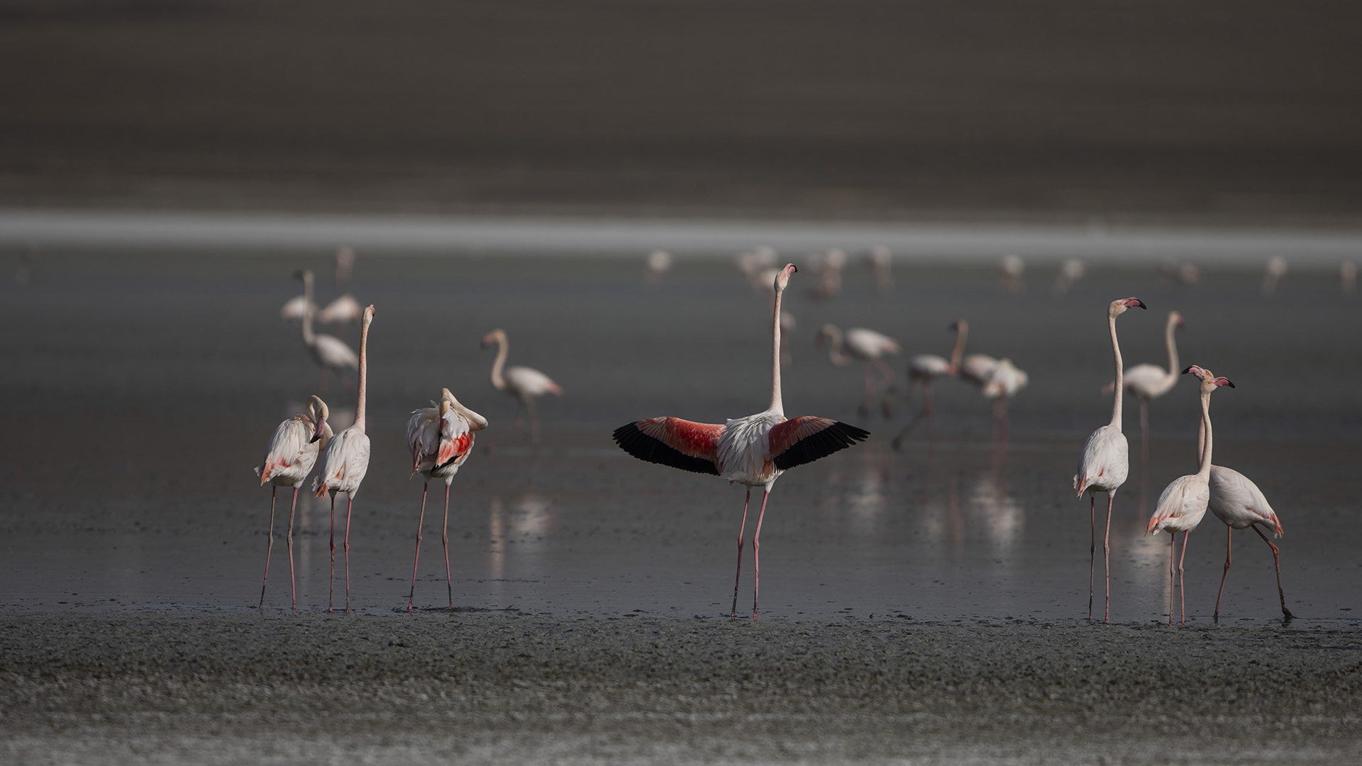 Flamingo