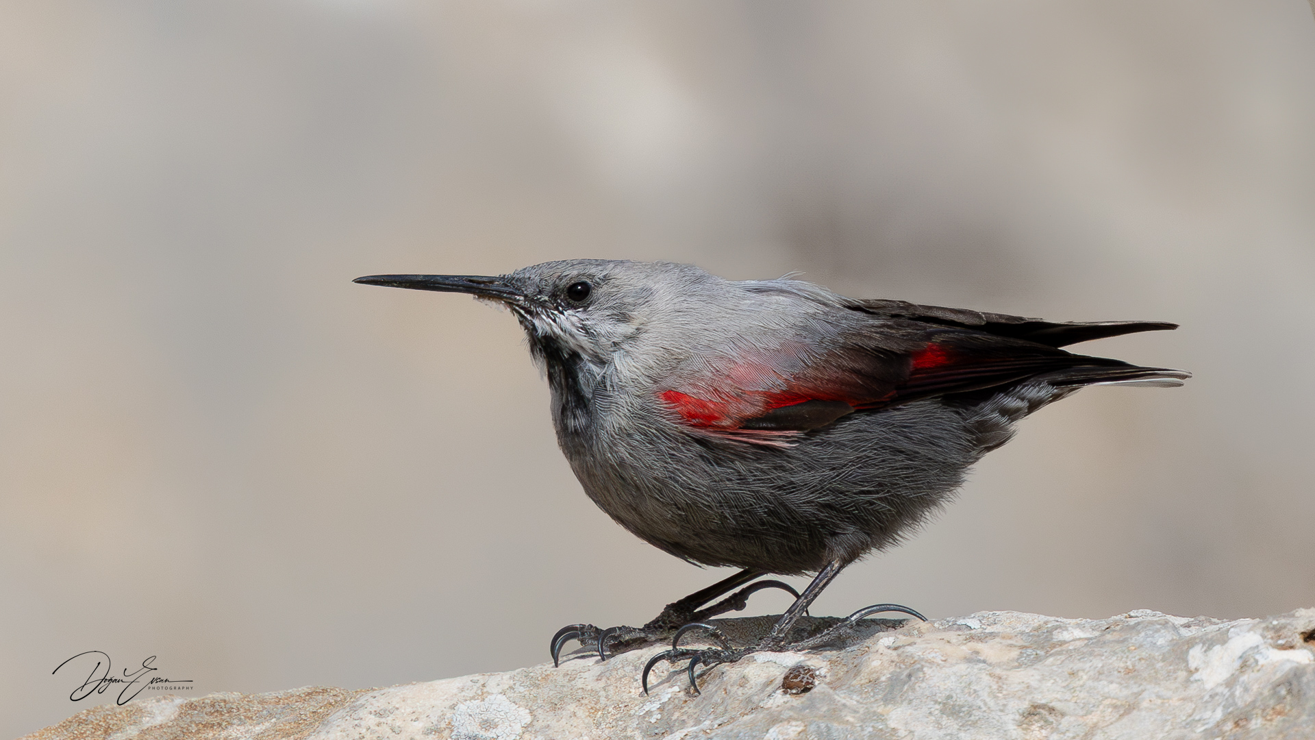 Duvar tırmaşıkkuşu » Wallcreeper » Tichodroma muraria