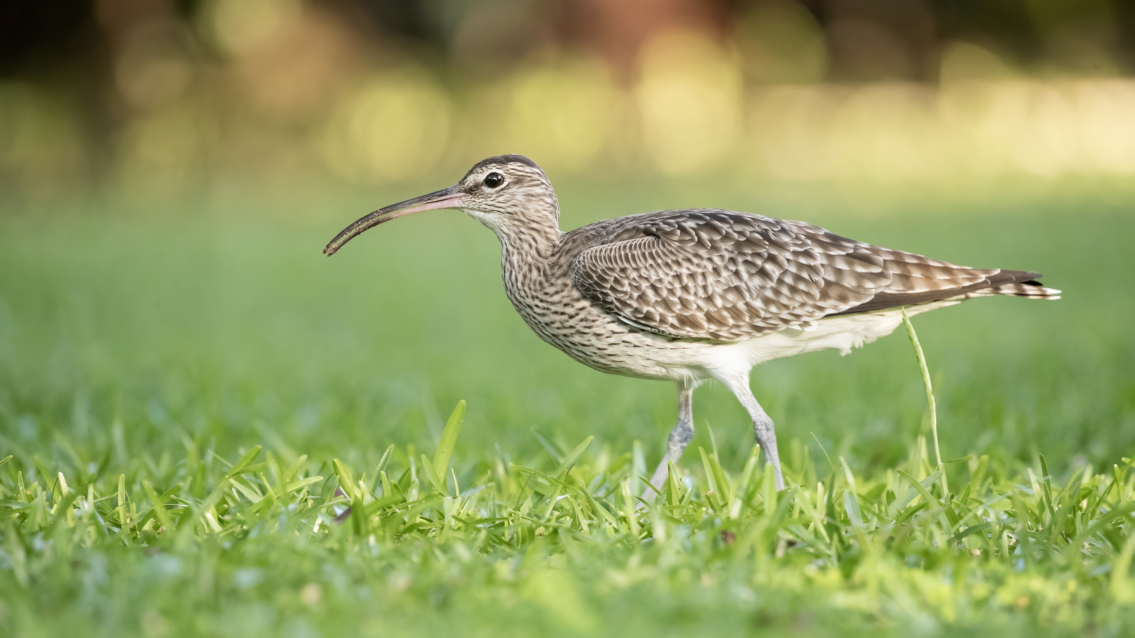 Eurasian Whimbrel