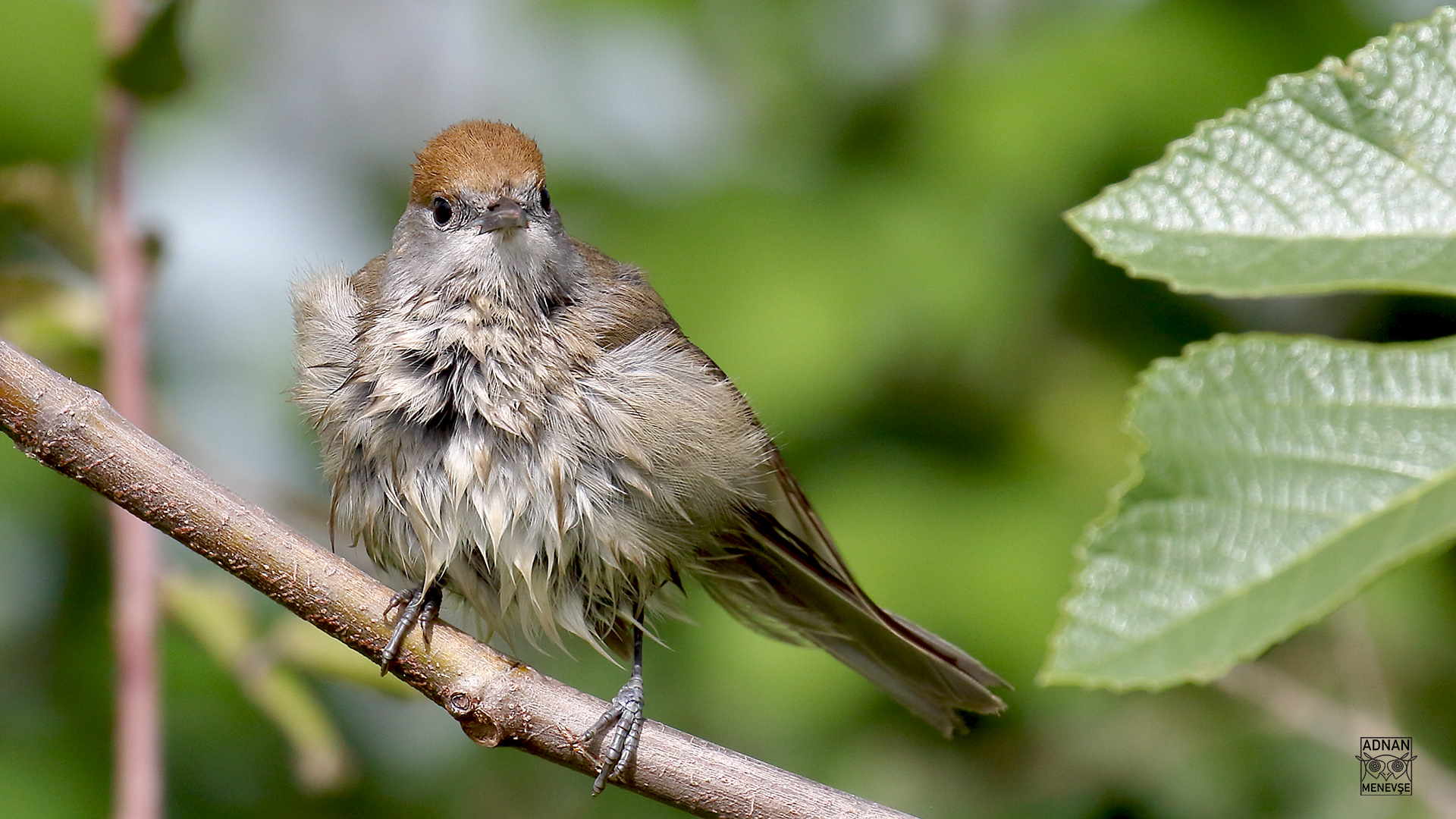 Karabaşlı ötleğen