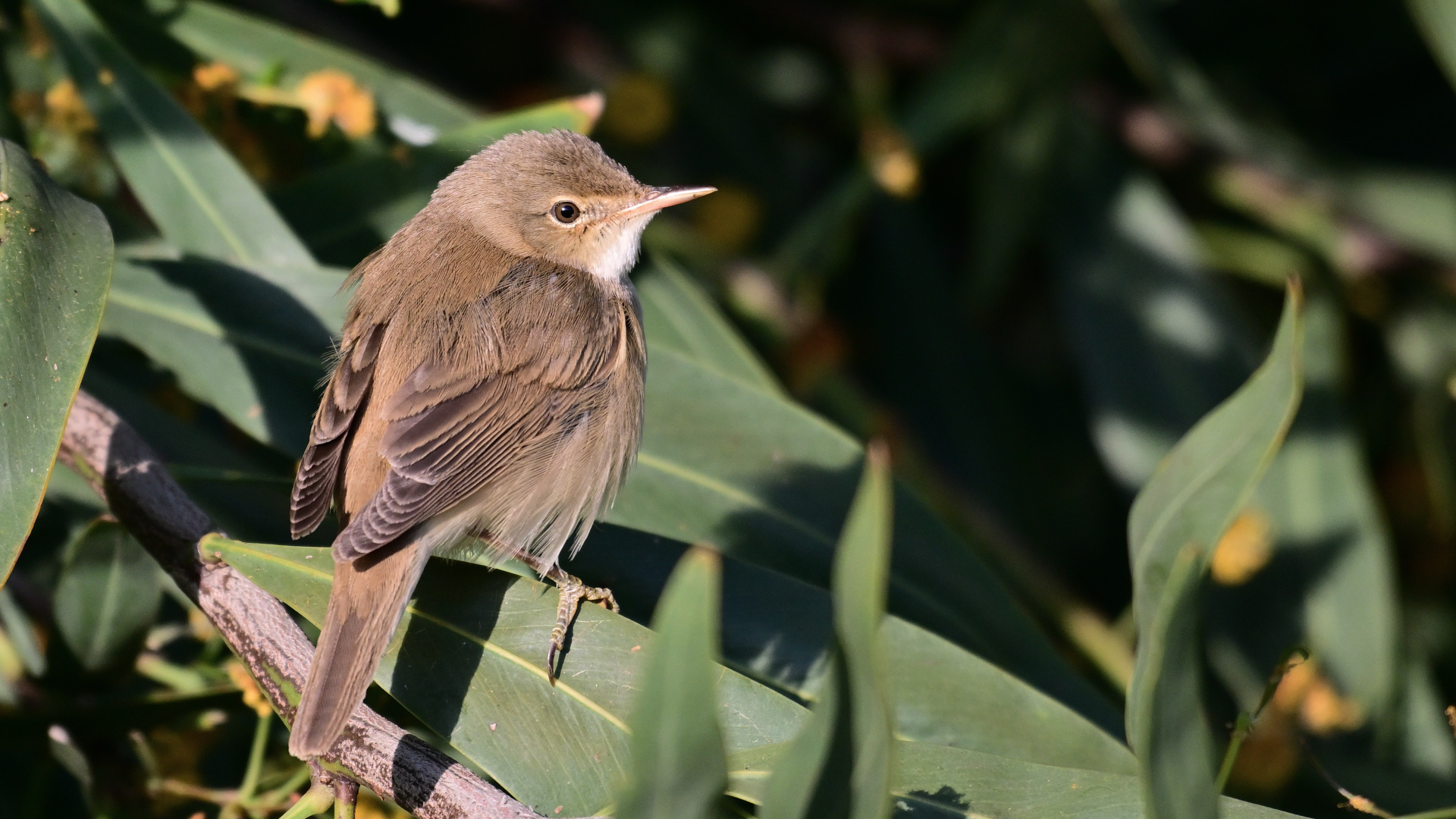 Common Reed Warbler