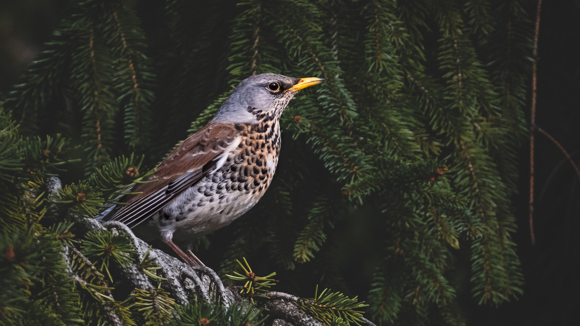 Tarla ardıcı » Fieldfare » Turdus pilaris