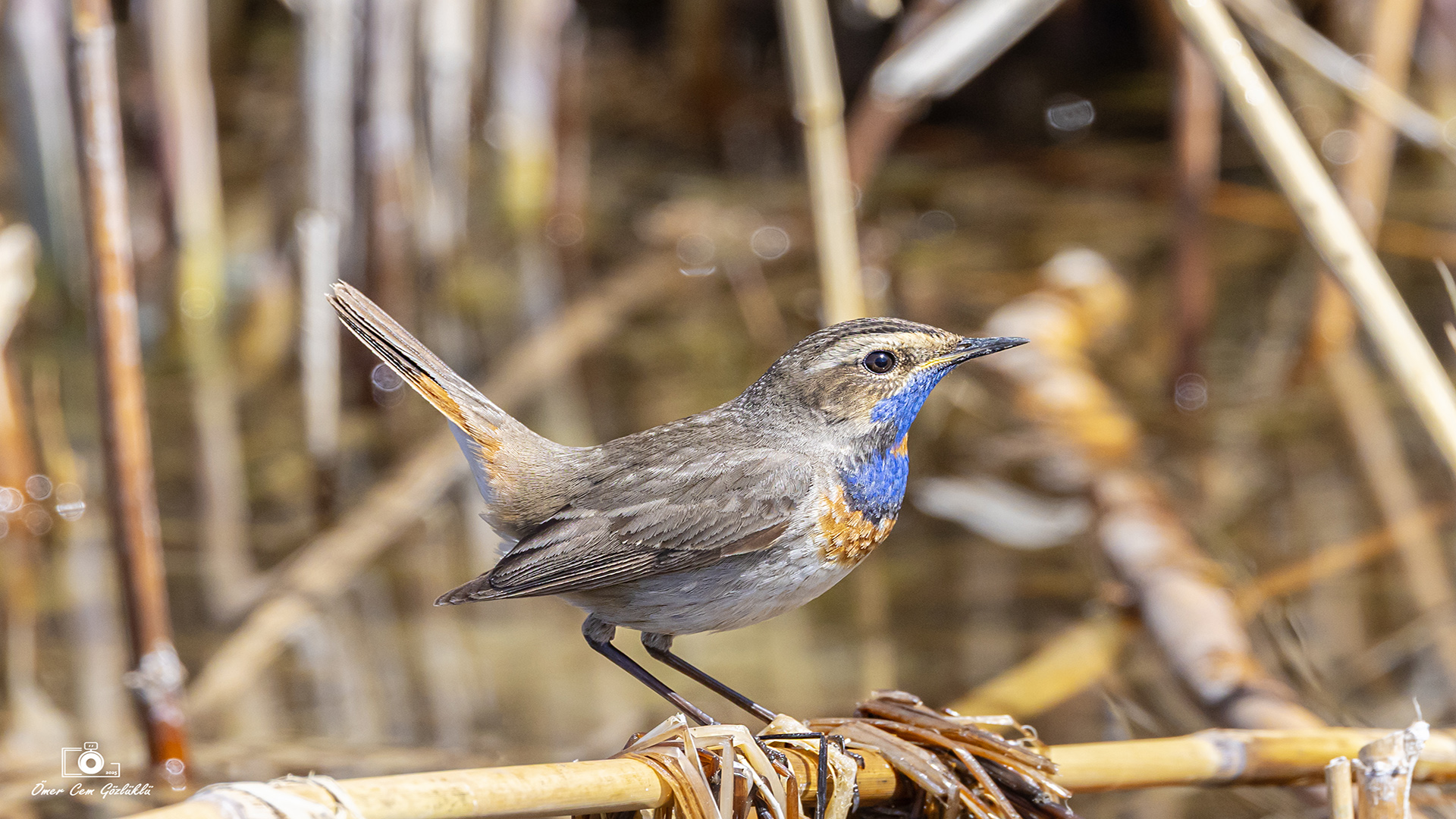 Mavigerdan » Bluethroat » Luscinia svecica