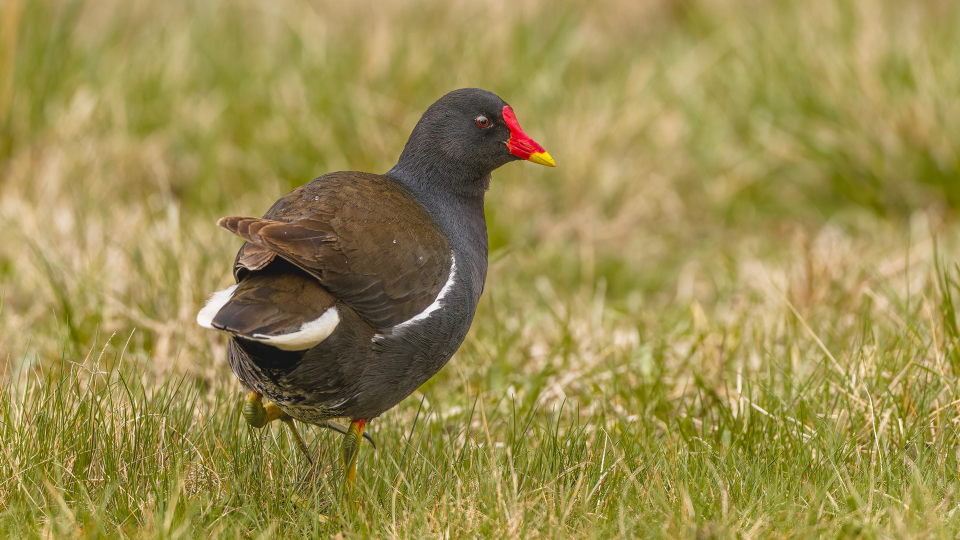 Common Moorhen