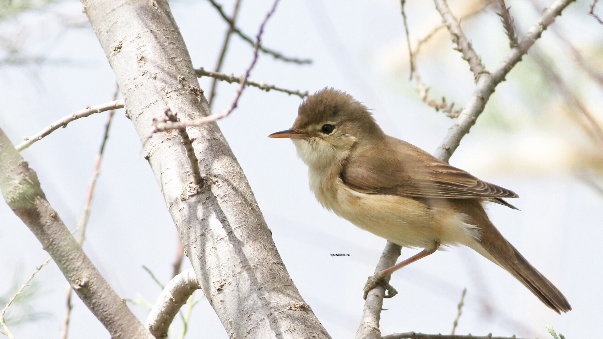 Common Reed Warbler