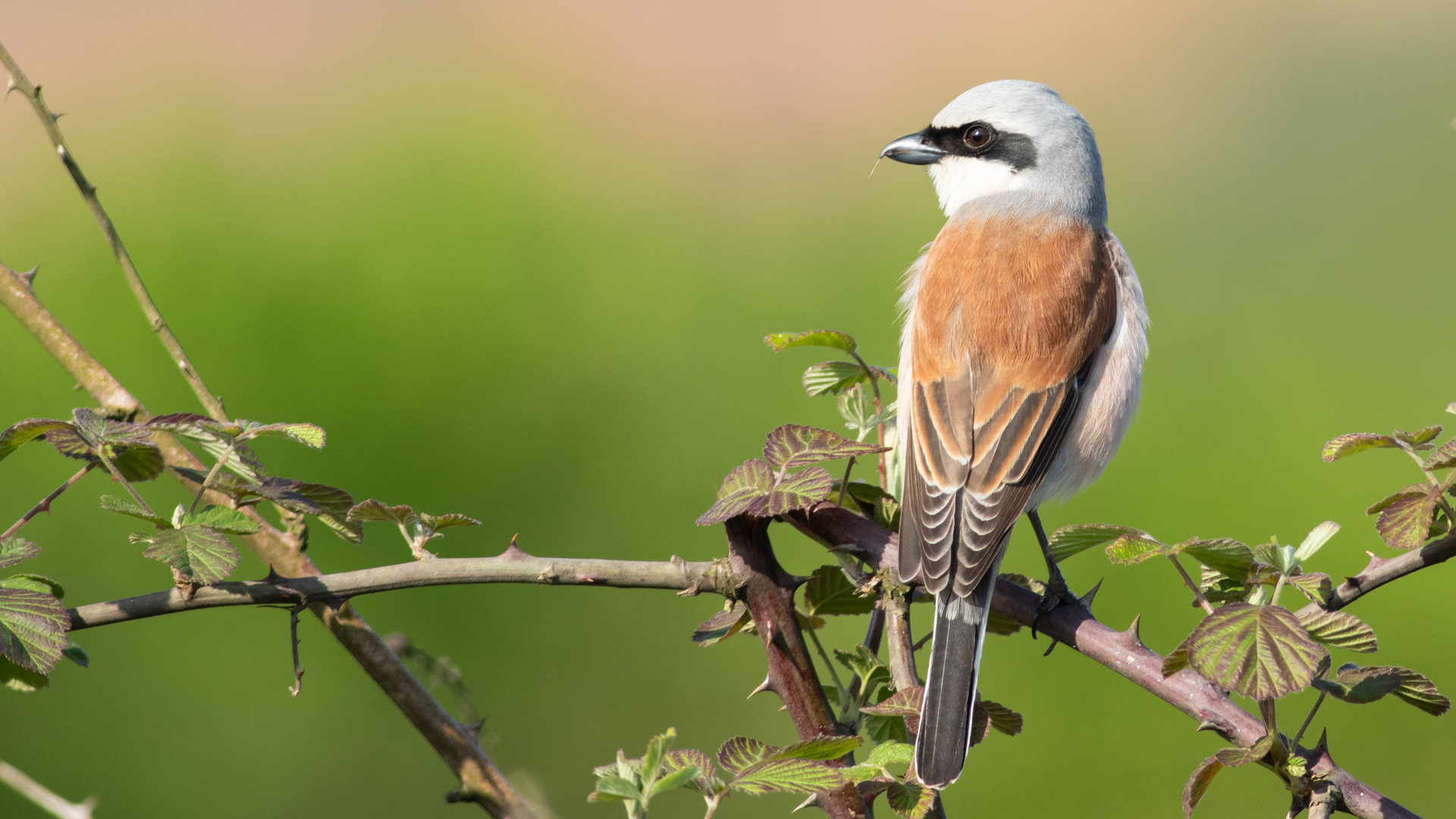Kızılsırtlı örümcekkuşu » Red-backed Shrike » Lanius collurio