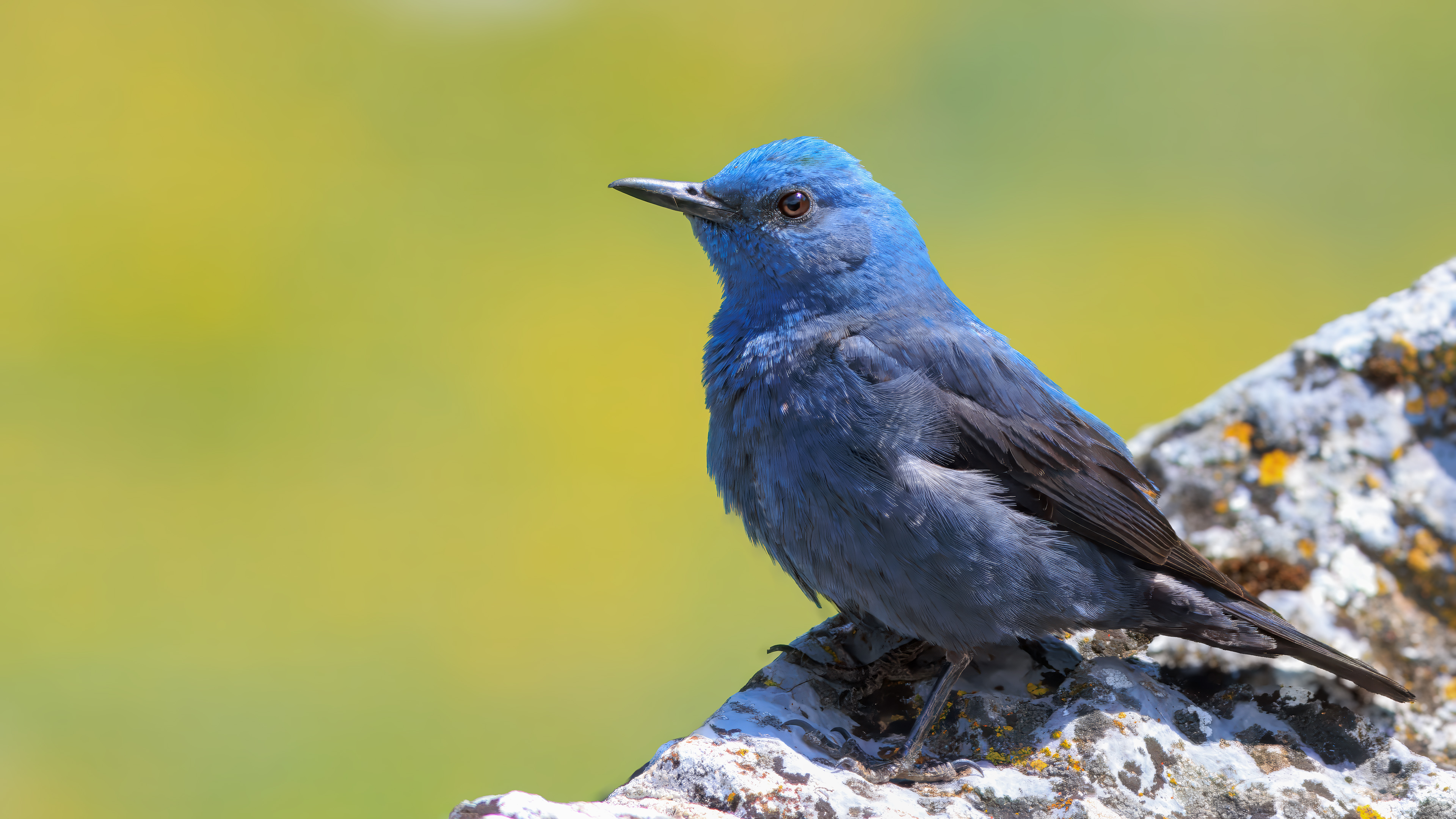 Gökardıç » Blue Rock Thrush » Monticola solitarius