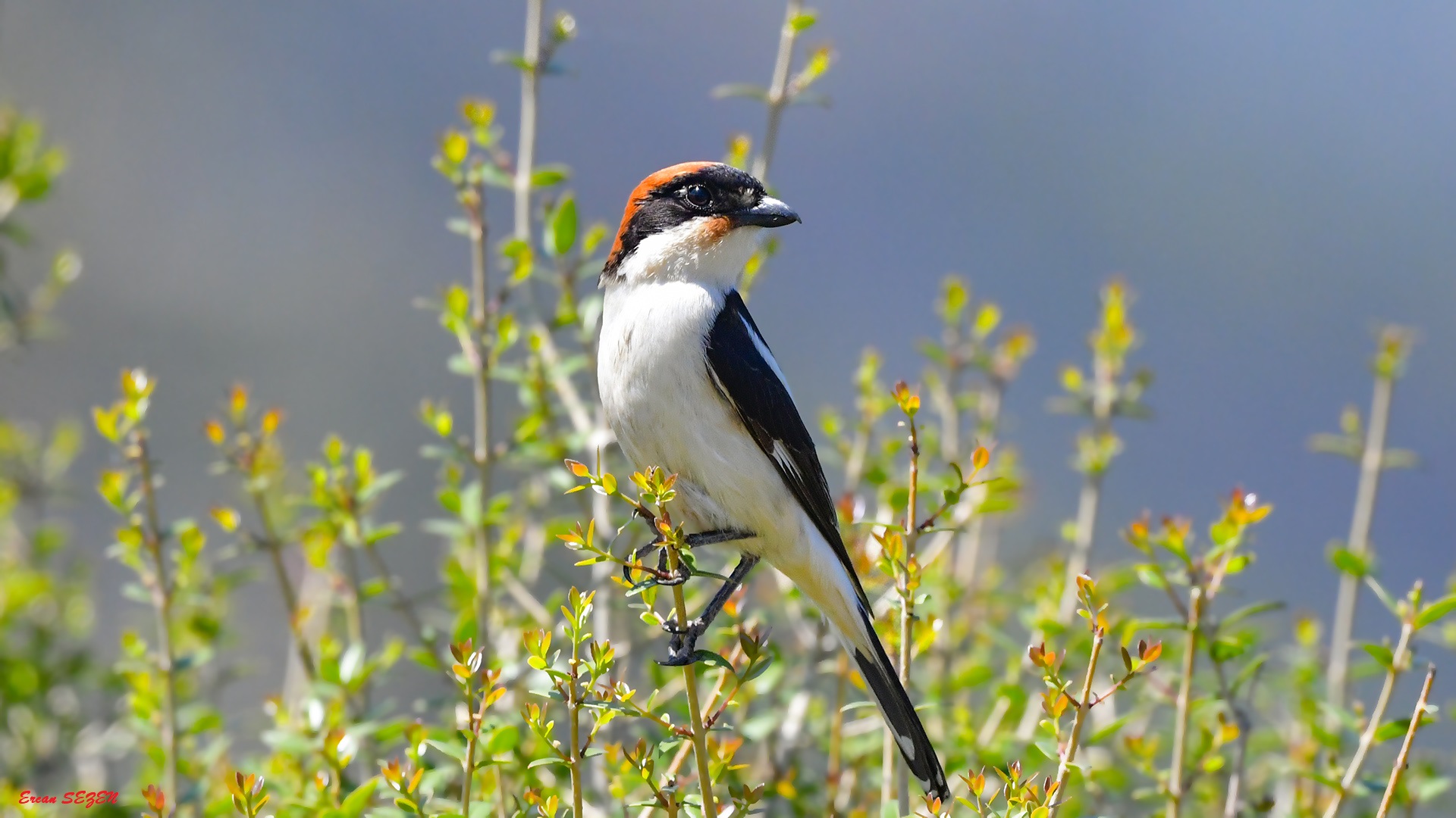 Woodchat Shrike