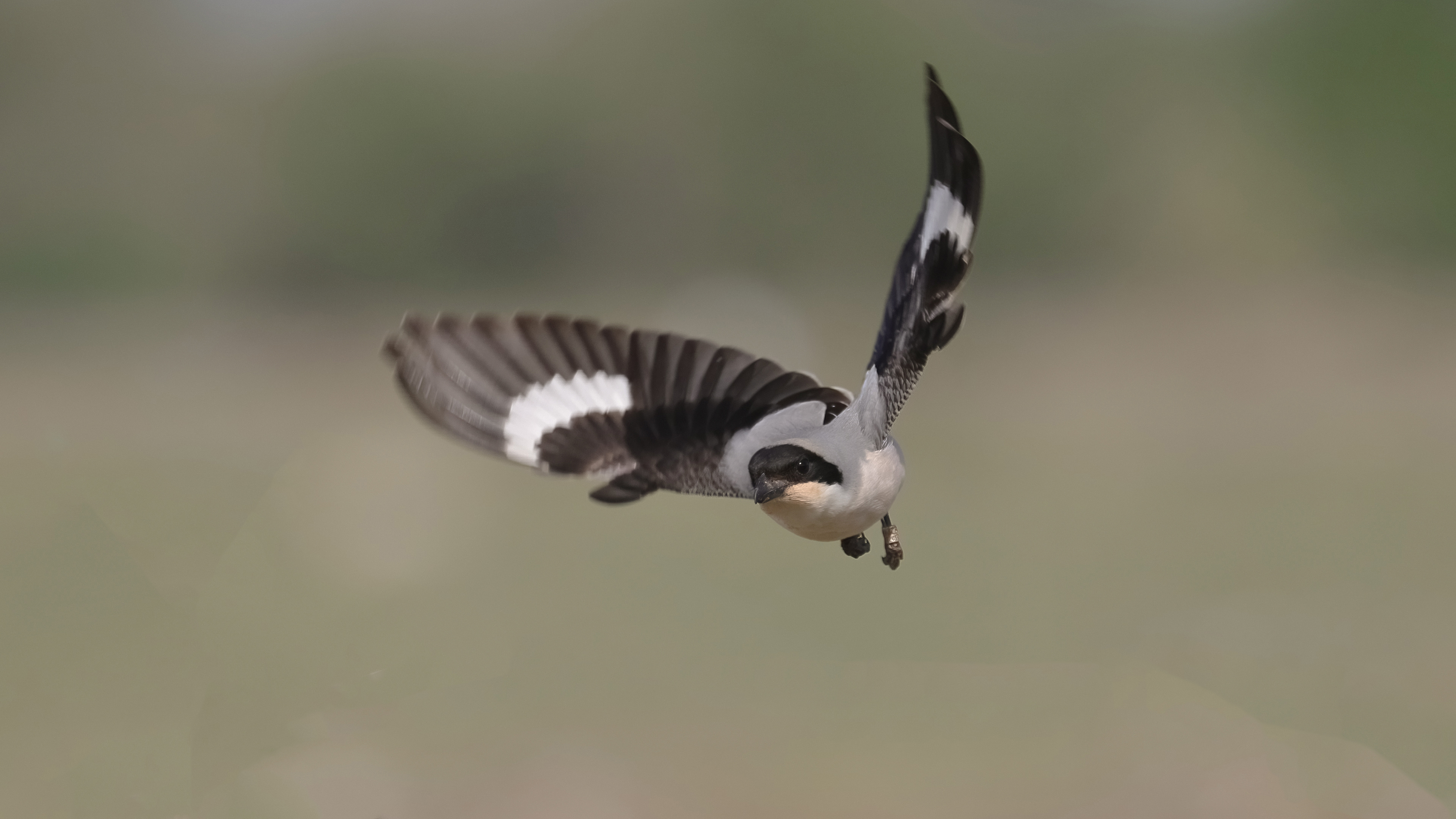 Karaalınlı örümcekkuşu » Lesser Grey Shrike » Lanius minor
