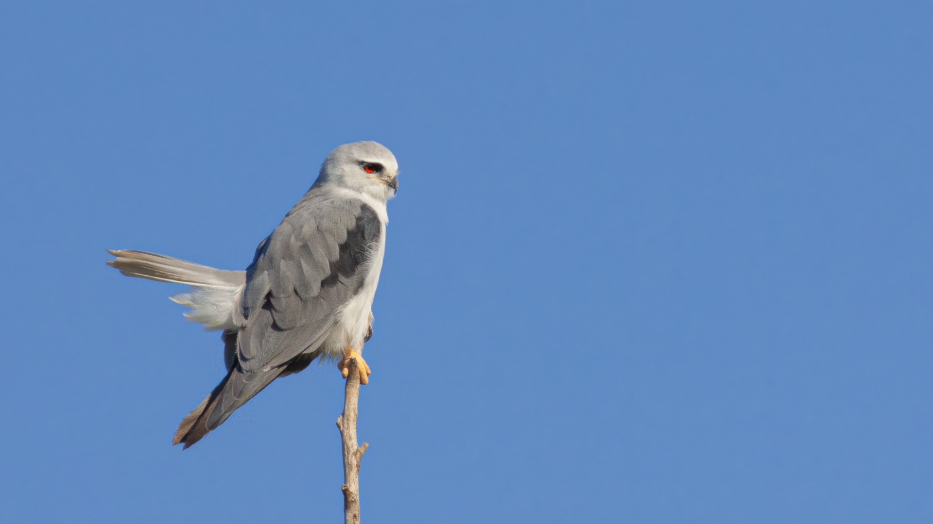 Ak çaylak » Black-winged Kite » Elanus caeruleus