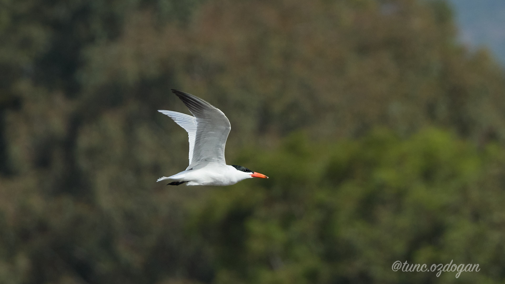Hazar sumrusu » Caspian Tern » Hydroprogne caspia