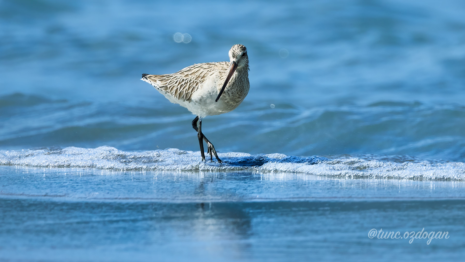 Kıyı çamurçulluğu » Bar-tailed Godwit » Limosa lapponica