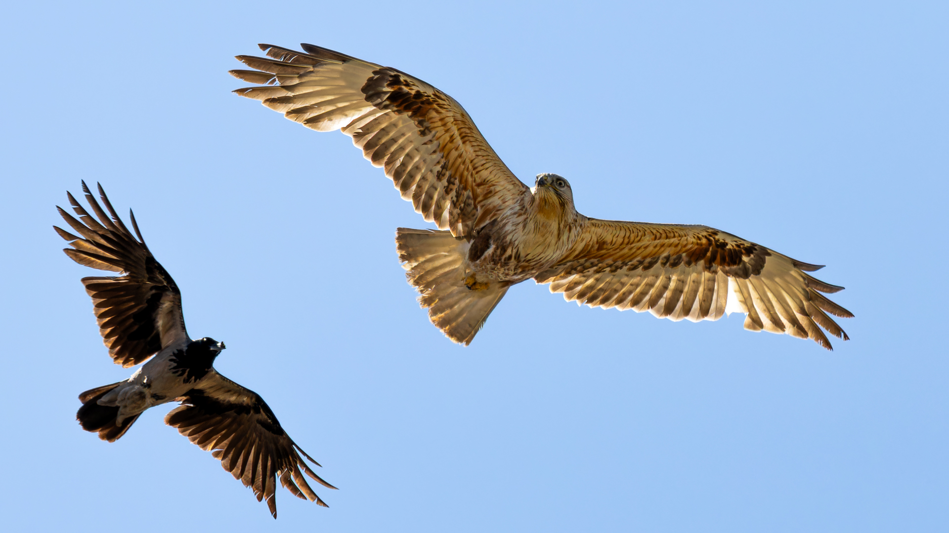Kızıl şahin » Long-legged Buzzard » Buteo rufinus